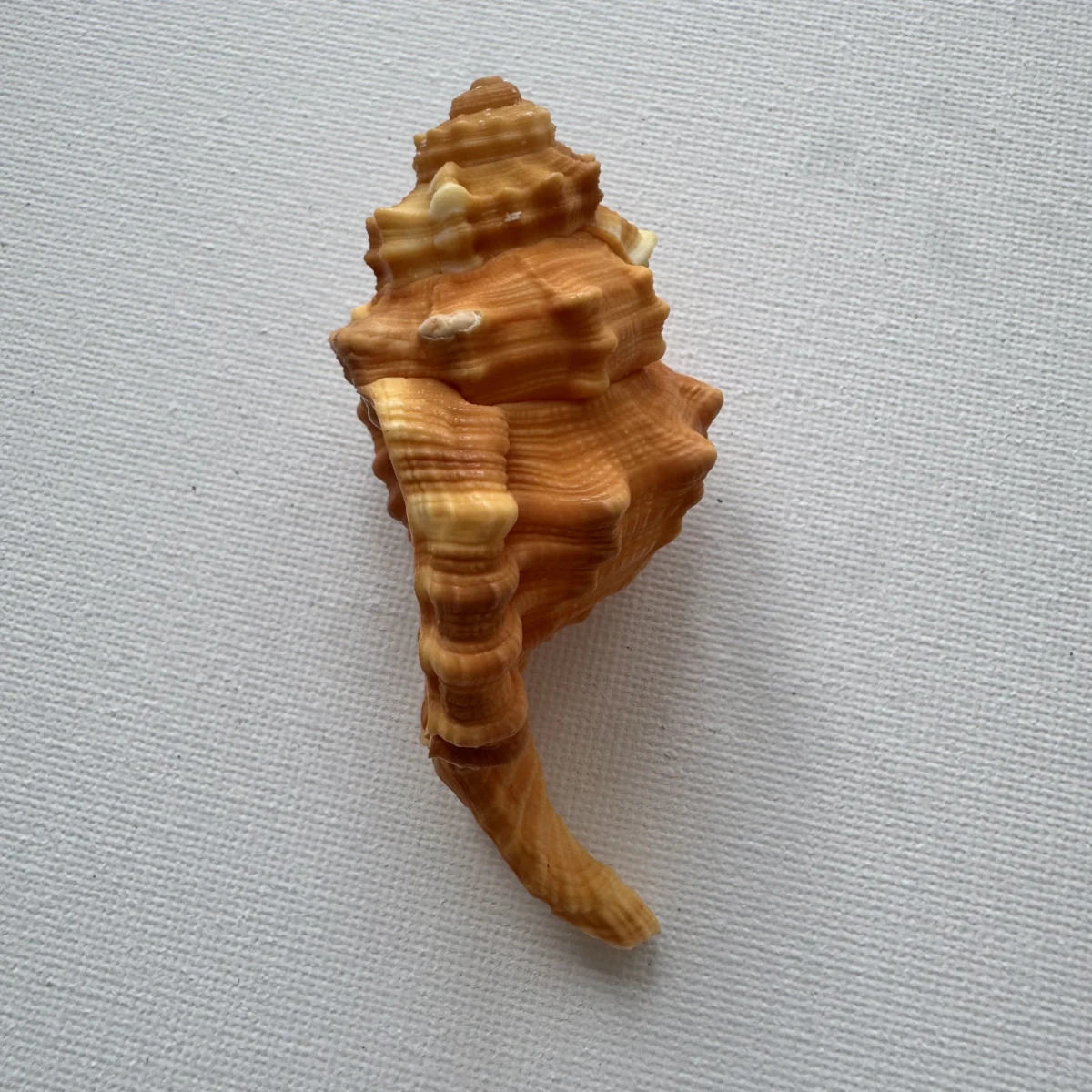 Ranularia pyrum shell specimen from Philippines, 80.4 mm, image 4