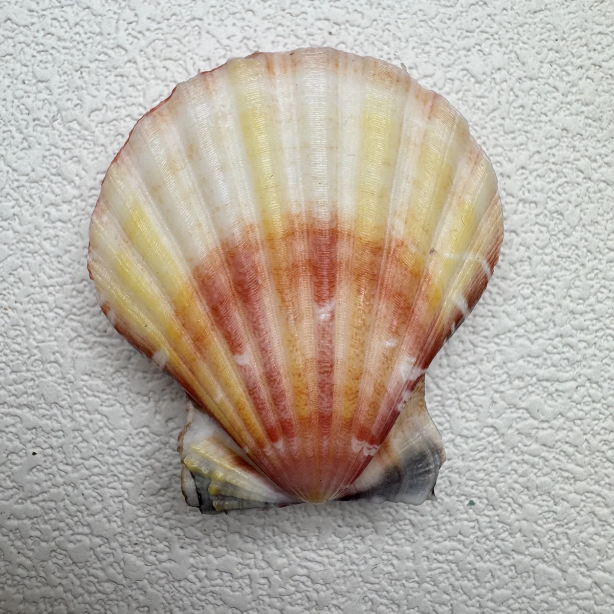 Bractechlamys vexillum shell specimen from Philippines, 40.7 mm, image 2