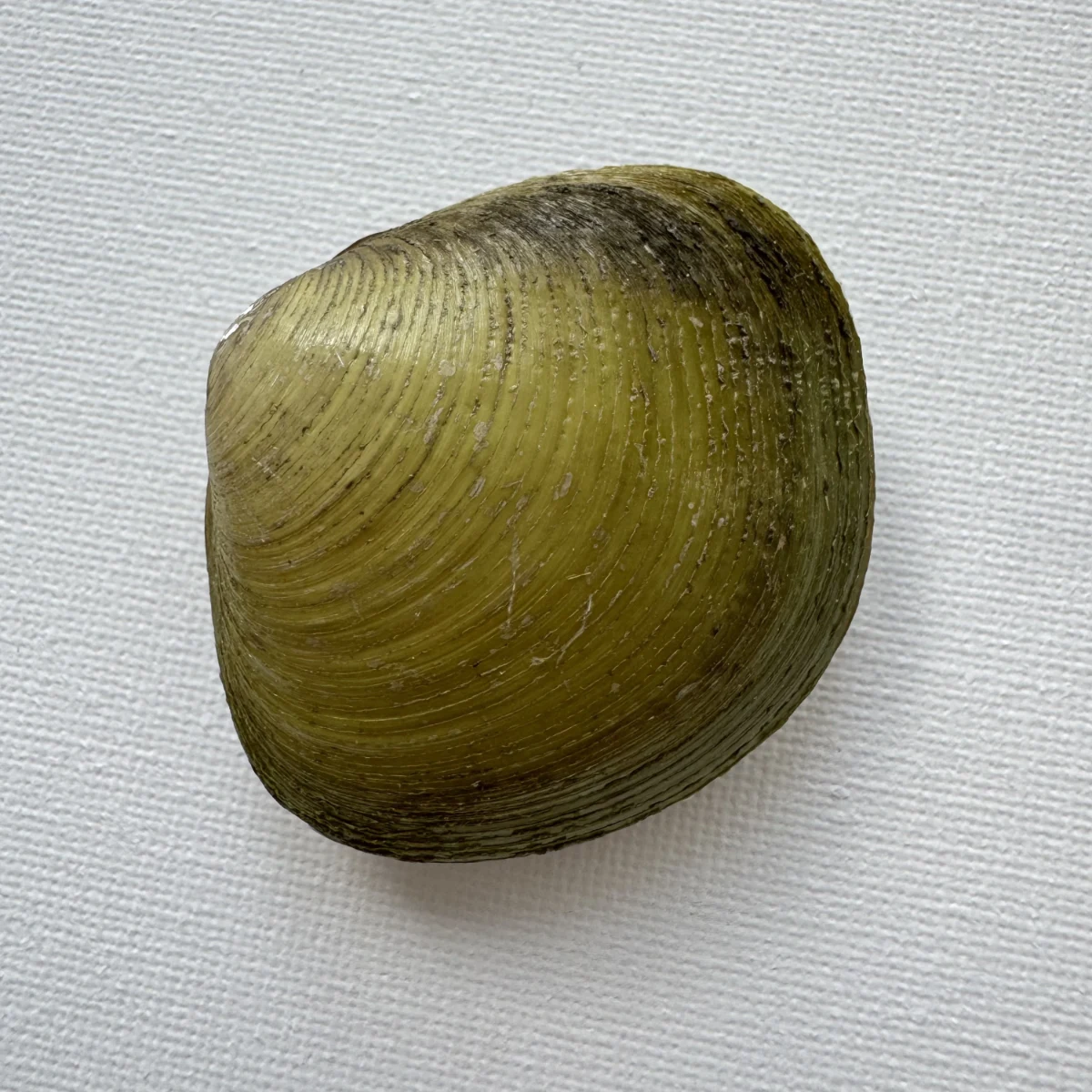 Geloina erosa shell specimen from Hainan, China, 52.3 mm, image 1