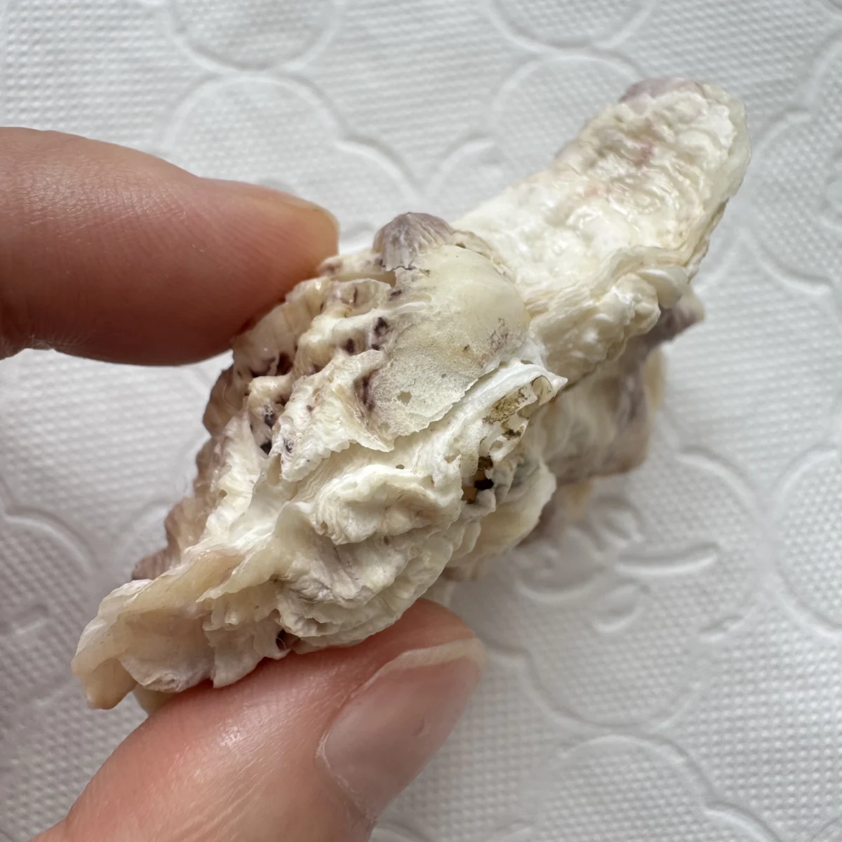 Alectryonella plicatula shell specimen from Beihai,Guangxi, China, 56.5 mm, image 4