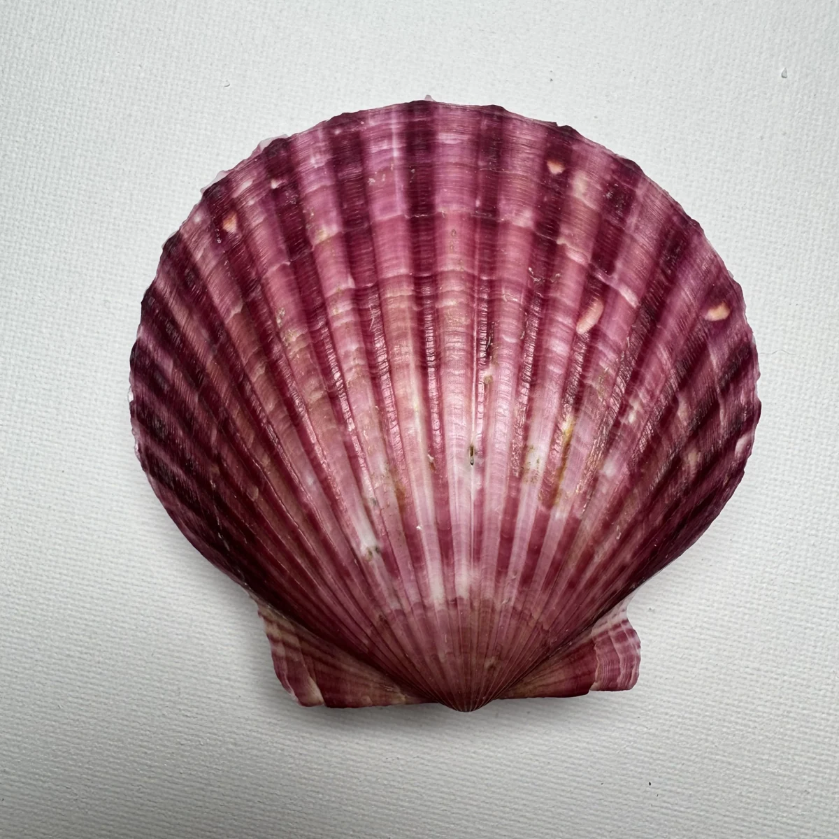 Argopecten irradians shell specimen from Shandong, China, 78*82.2 mm, image 1