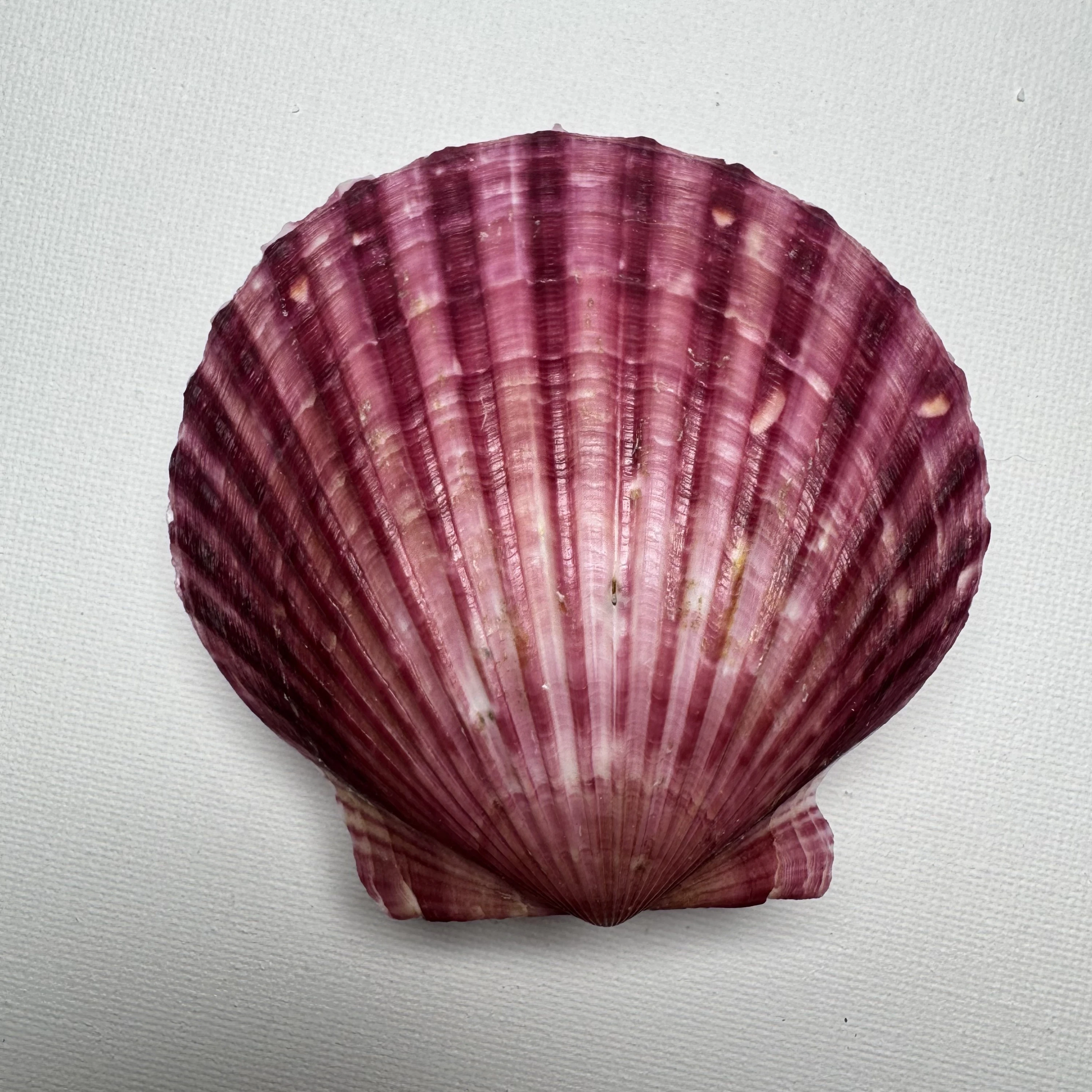 Argopecten irradians shell specimen from Shandong, China, 78*82.2 mm, image 1