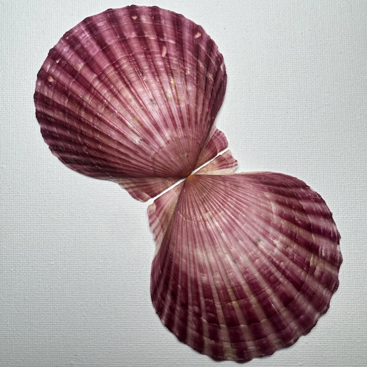 Argopecten irradians shell specimen from Shandong, China, 78*82.2 mm, image 3