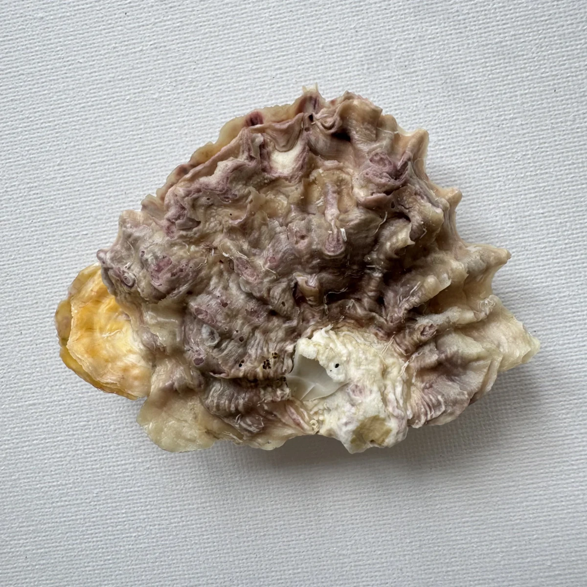 Alectryonella plicatula.+Dendostrea folium（yellow） shell specimen from Beihai,Guangxi, China, 86.7 mm, image 3