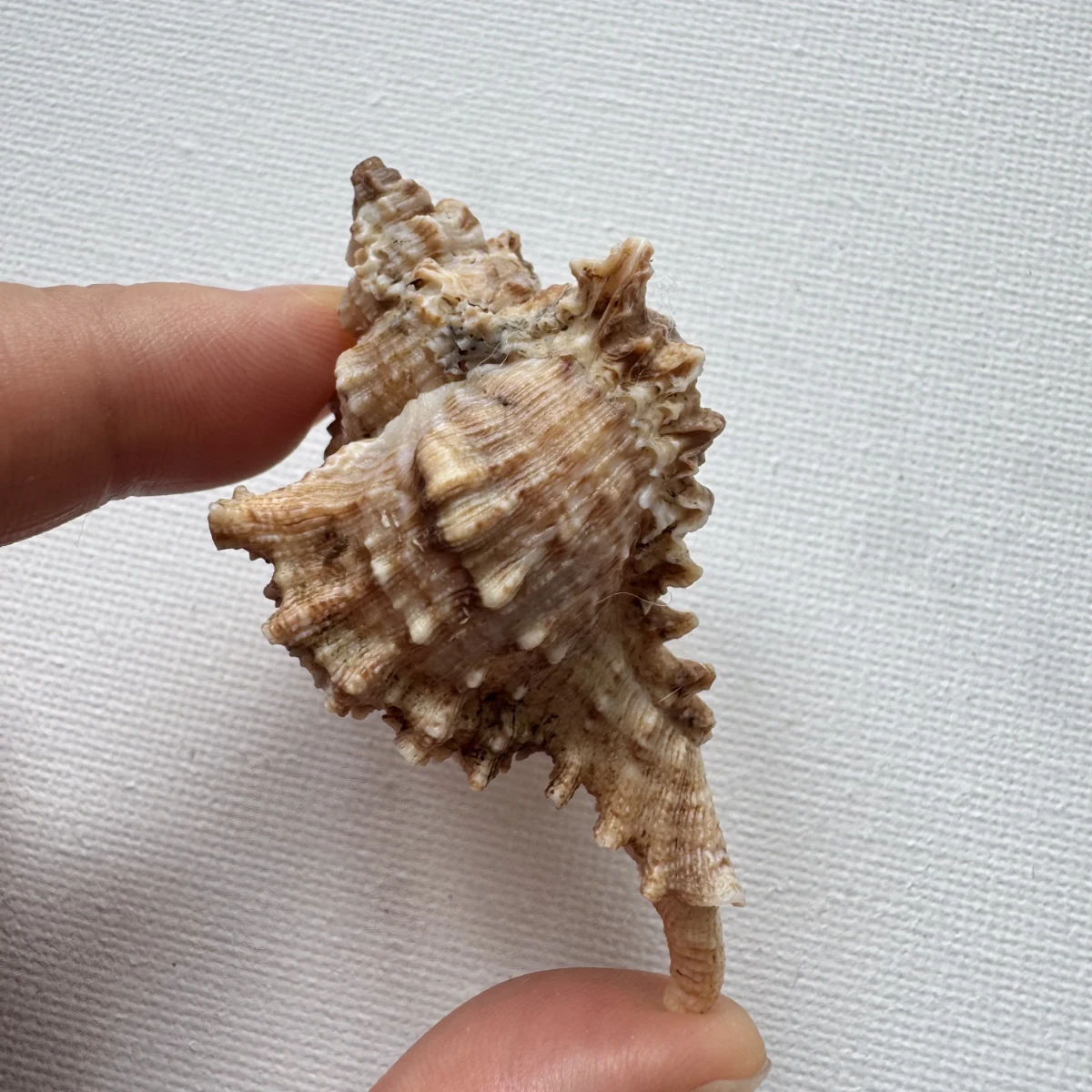 Chicoreus asianus shell specimen from Pingtan Island,Fujian,China, 60.1 mm, image 4