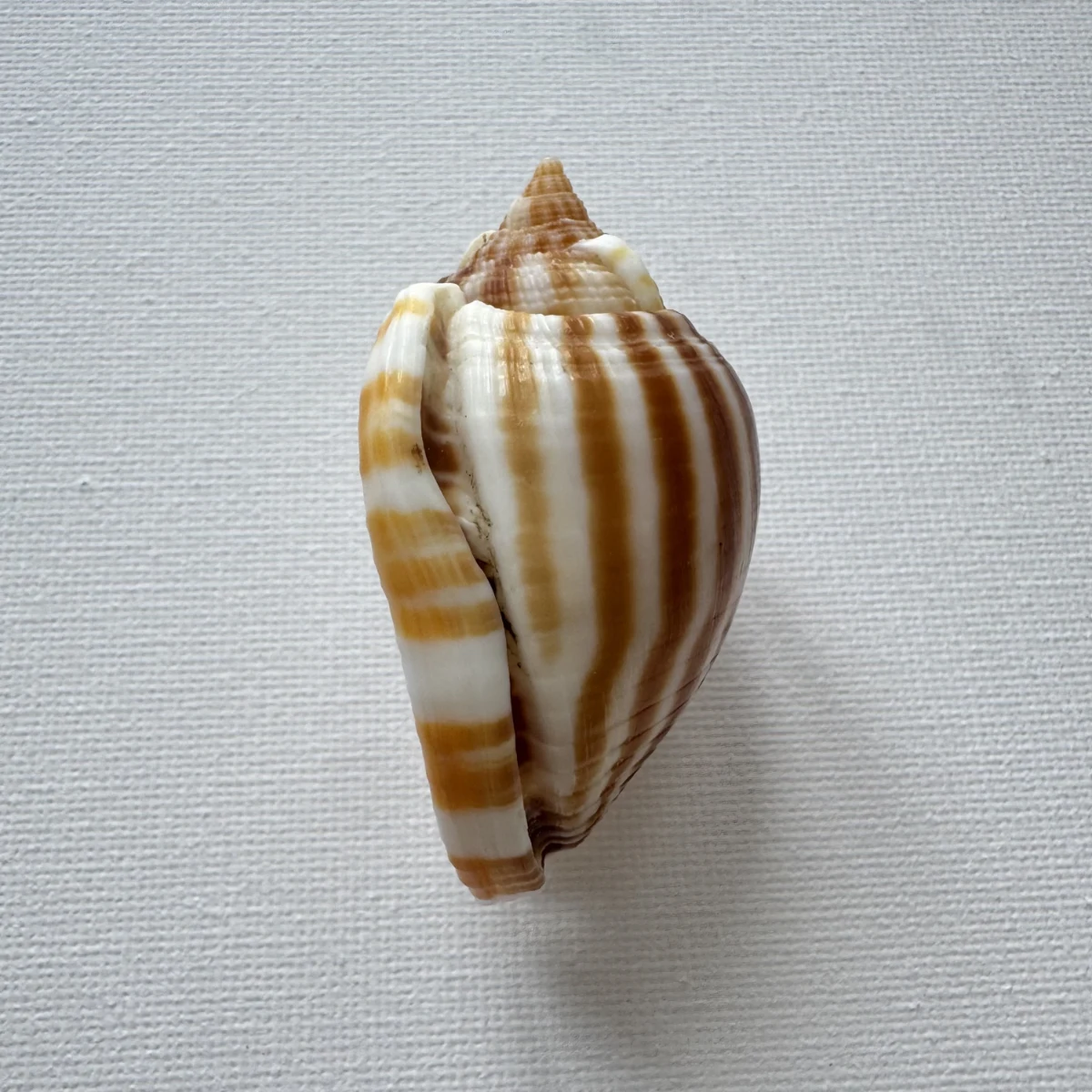 Phalium flammiferum shell specimen from East China Sea Zhejiang Province, China, 55.7 mm, image 4