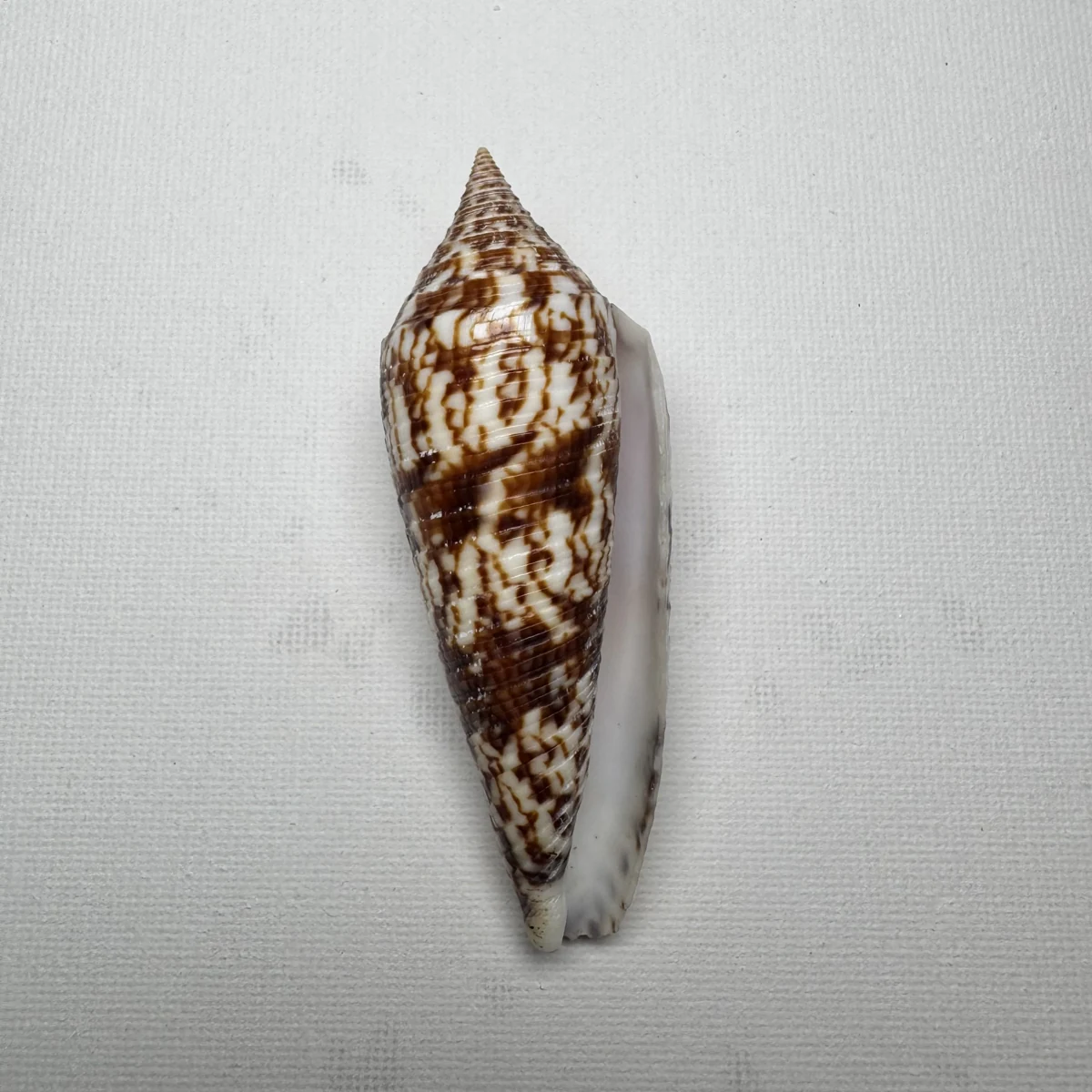Conus australis shell specimen from East China Sea Zhejiang Province China, 81.5 mm, image 2