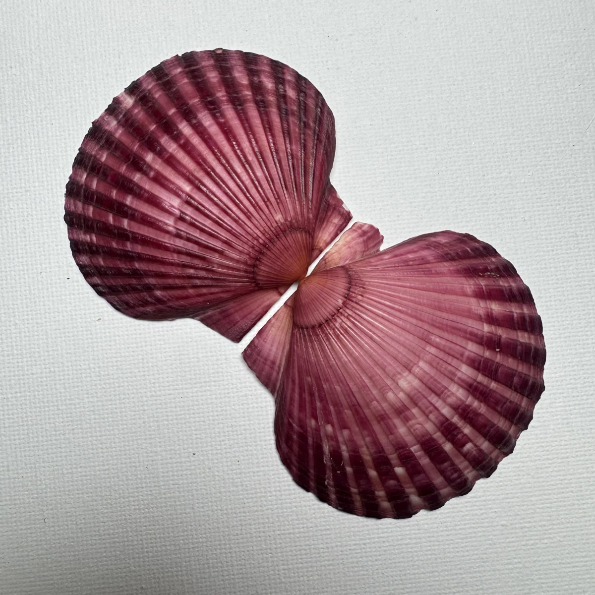 Argopecten irradians shell specimen from Shandong, China, 50-59 mm, image 6