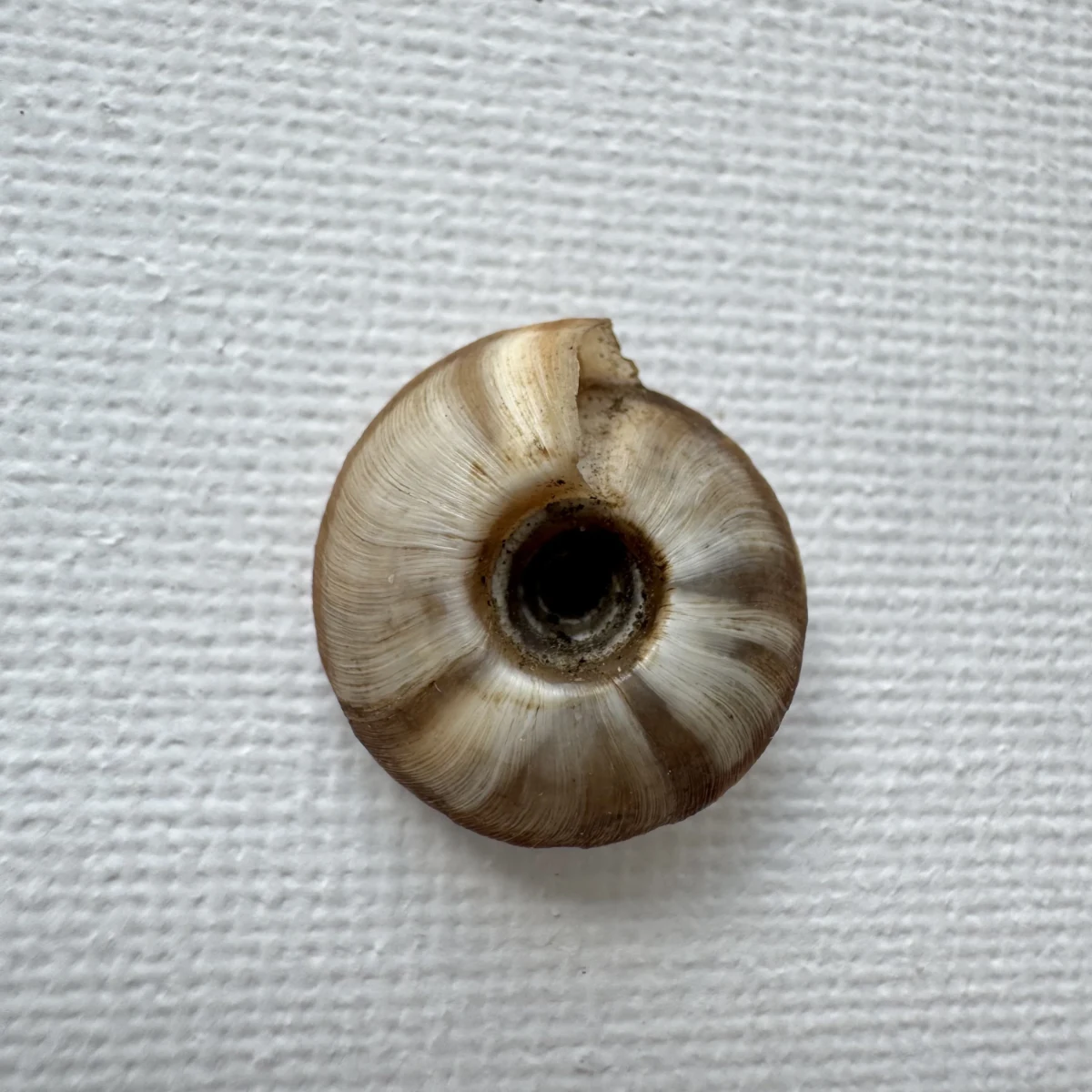 Laeocathaica pewzowi shell specimen from Longnan, Gansu, China, 16.6 mm, image 2