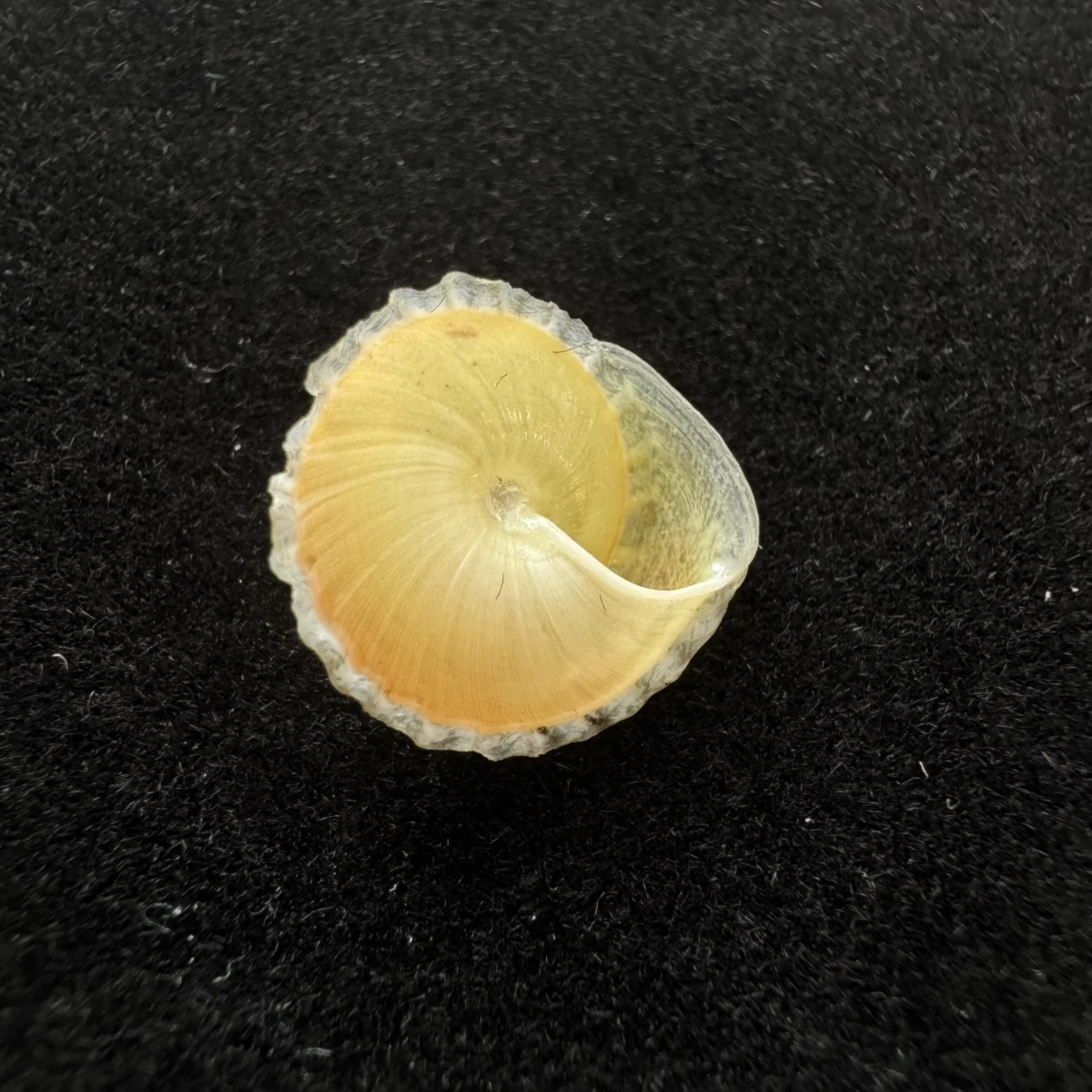 Latin：Geotrochatella martensi shell specimen from Nanning,Guangxi,China, 13 mm, image 3