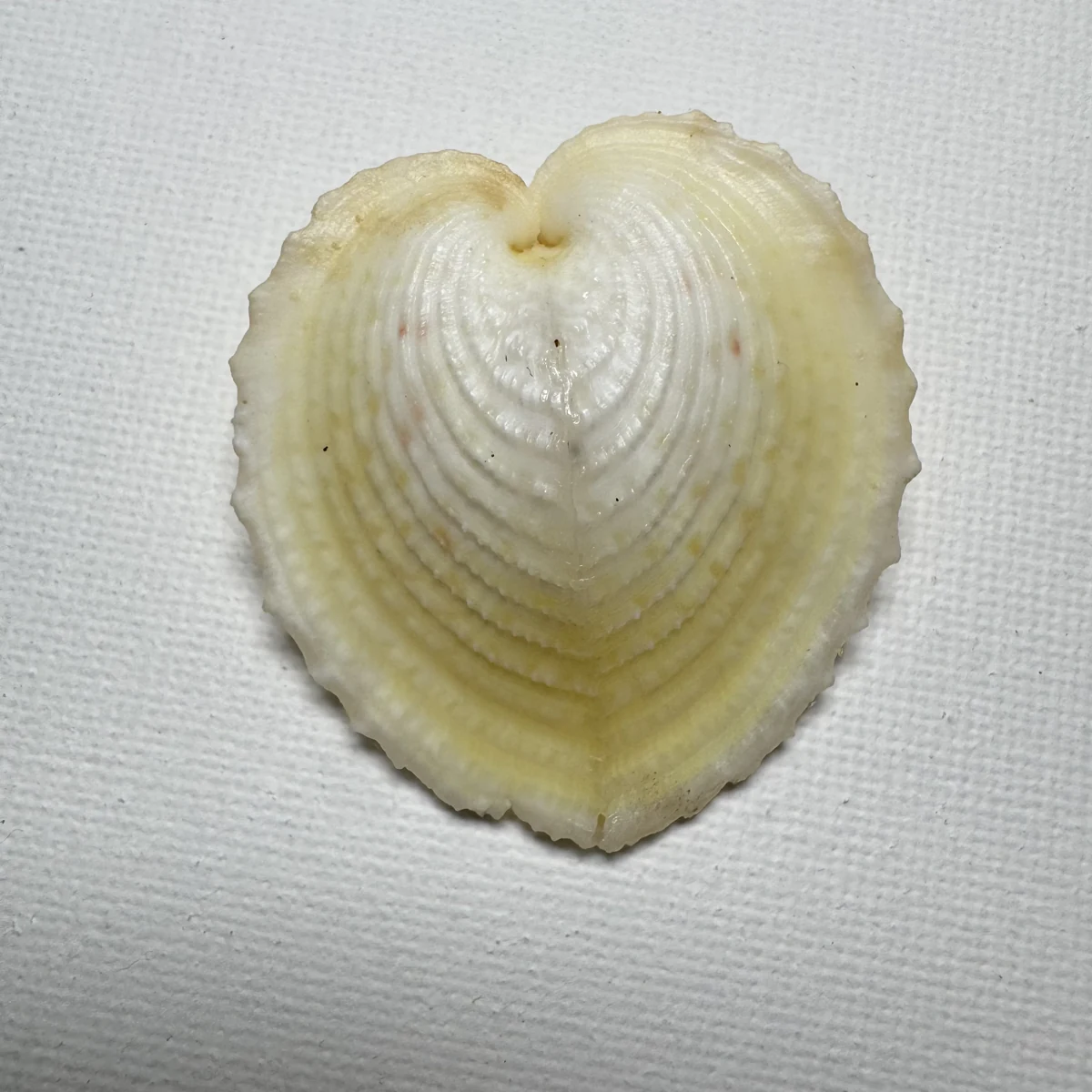 Corculum cardissa shell specimen from Philippines, 41.4 mm, image 2