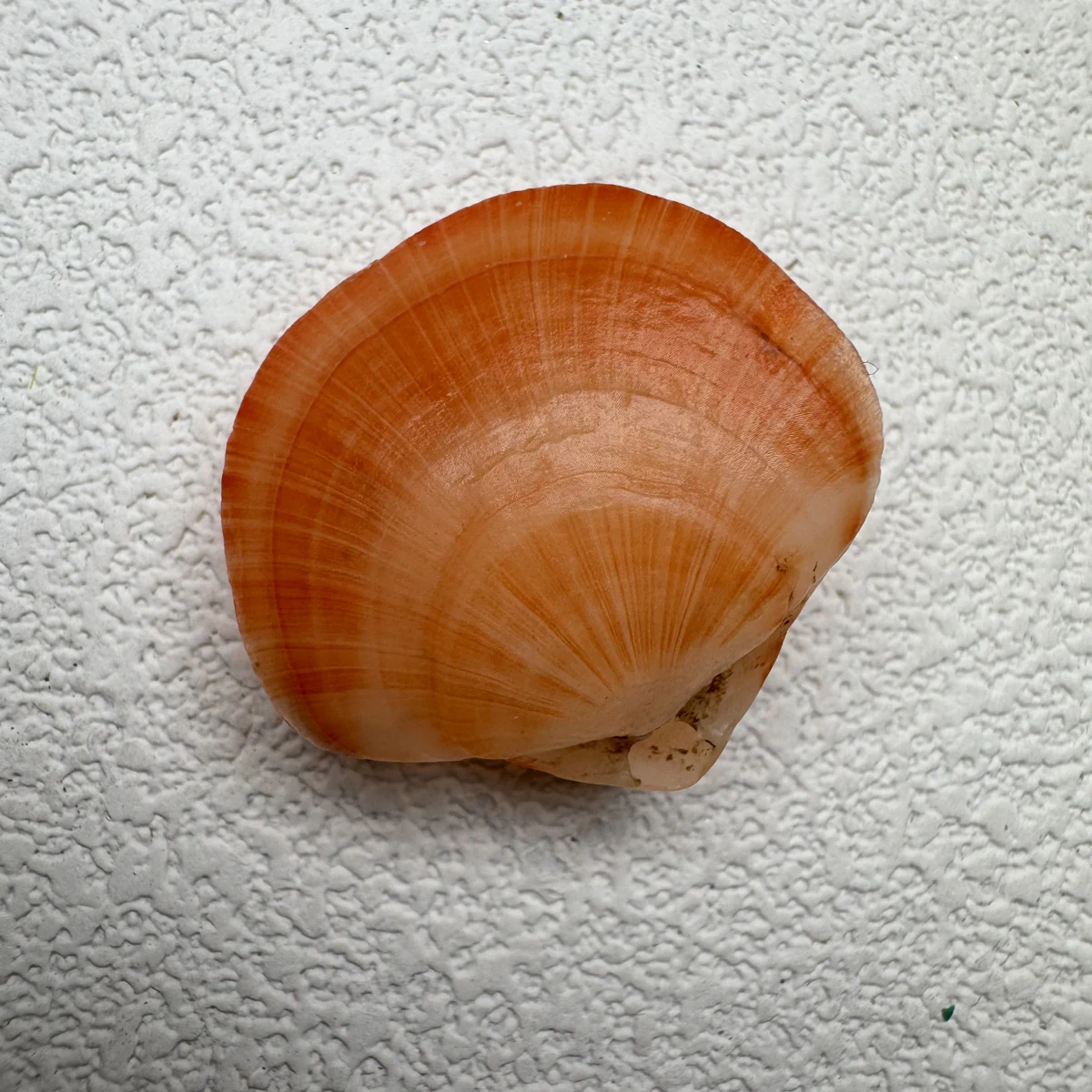 Terebratalia coreanica shell specimen from Shandong, China, 21.5-26.7 mm, image 4