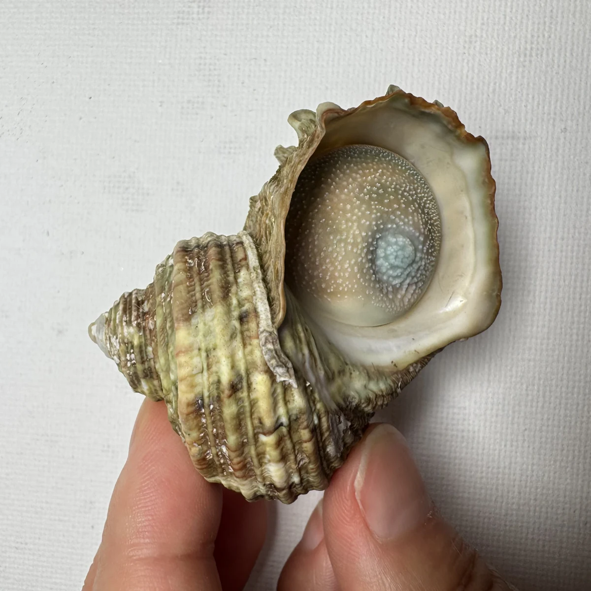 Turbo cornutus shell specimen from Dongshan Island,Fujian,China, 52 mm, image 2