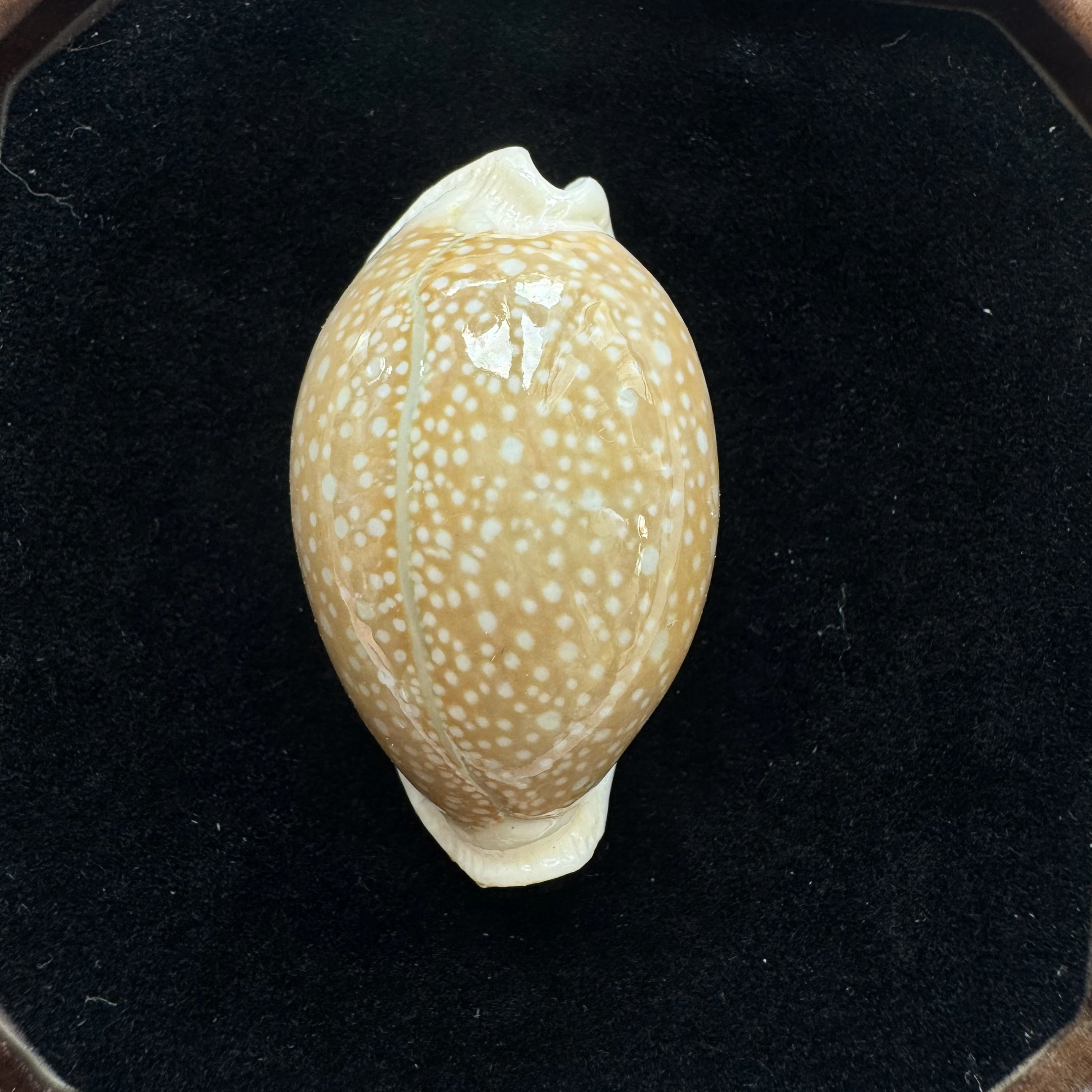 Naria miliaris shell specimen from Hainan, China, 44.3 mm, image 1