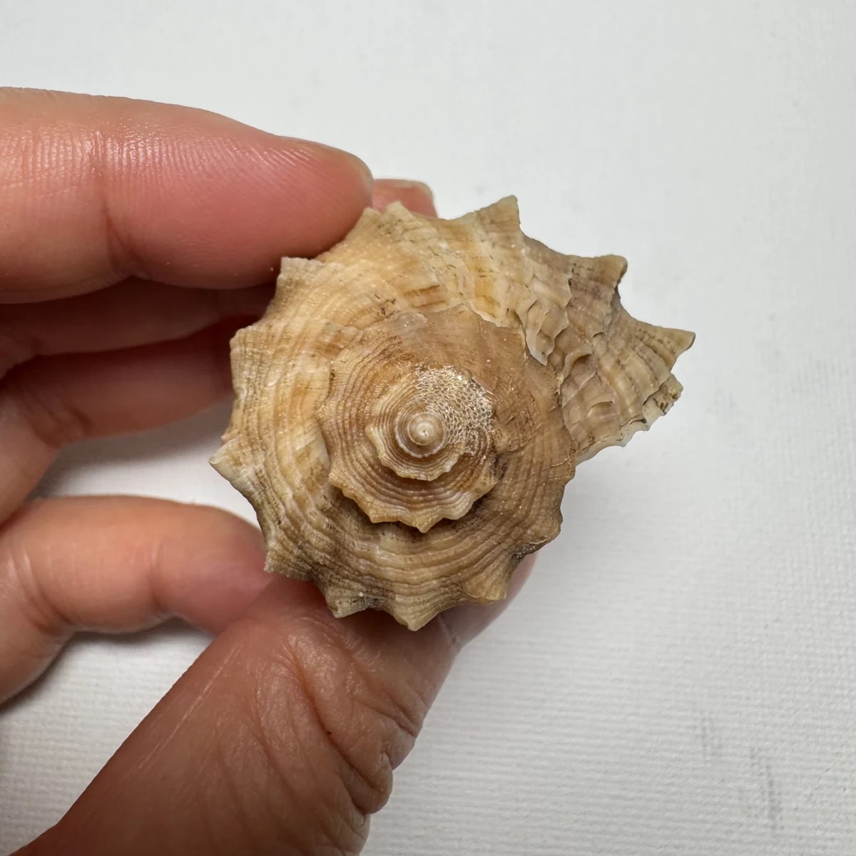 Rapana bezoar shell specimen from Shanwei, Guangzhou, China, 48.2 mm, image 3