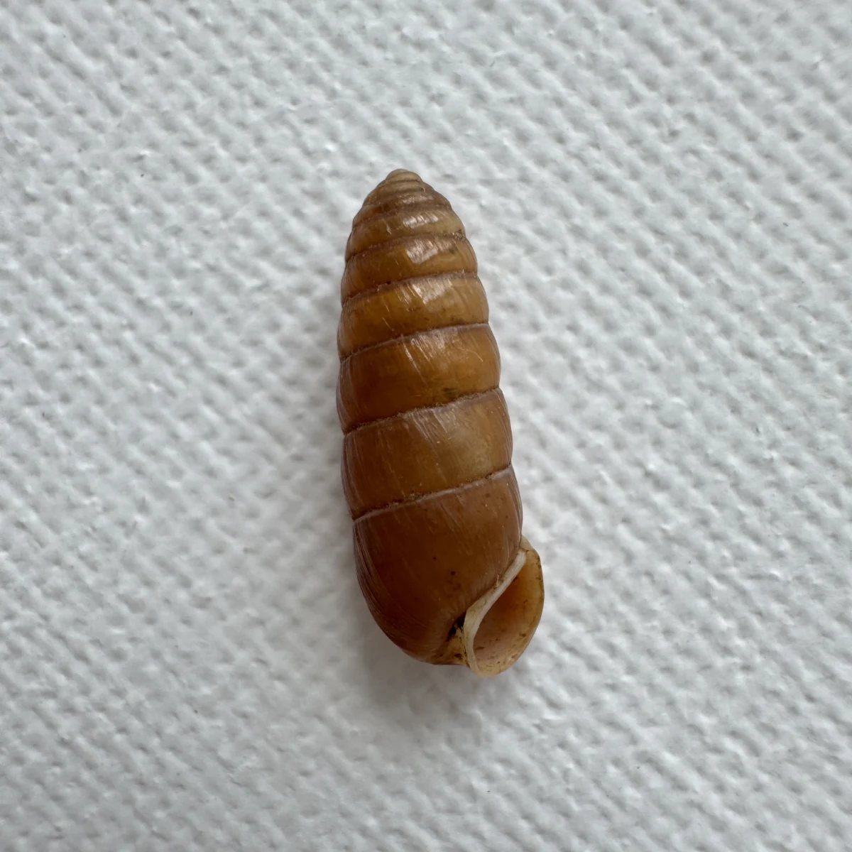 Pseudobuliminus sp. shell specimen from Longnan, Gansu, China, 15.8 mm, image 2