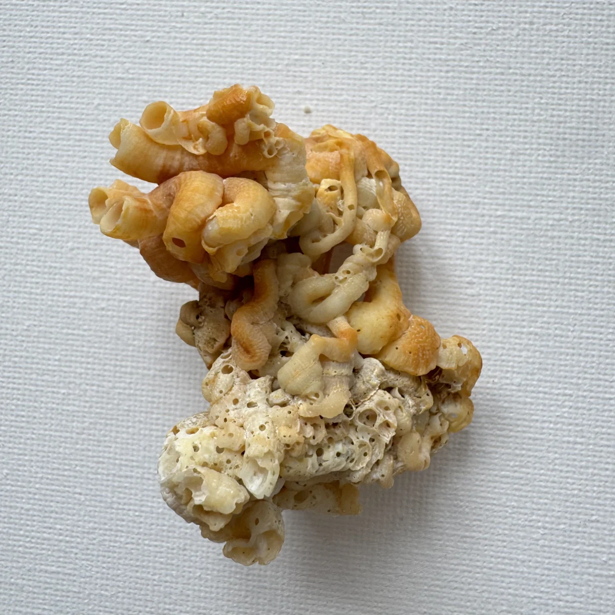 Vermetidae sp. shell specimen from Beihai,Guangxi, China, 59.8 mm, image 2
