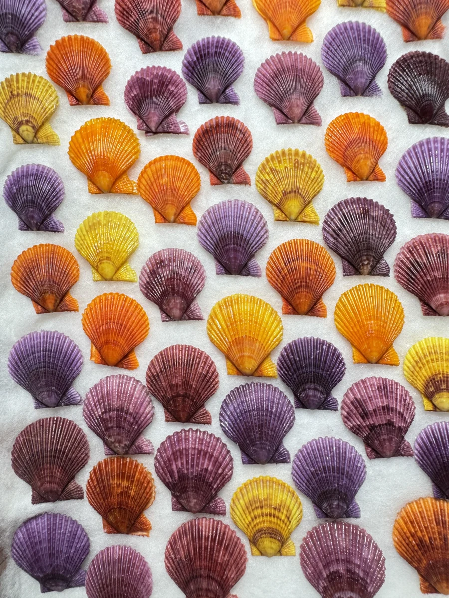 Mimachlamys crassicostata shell specimen from Mie, Japan, 27-54 mm, image 3