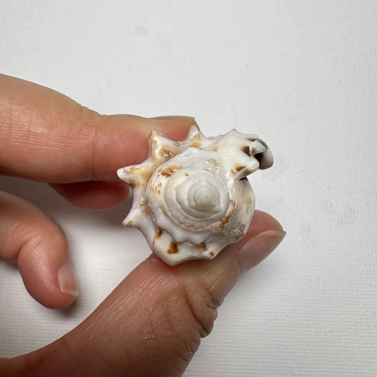 Lentigo pipus shell specimen from Philippines, 40.6 mm, image 3