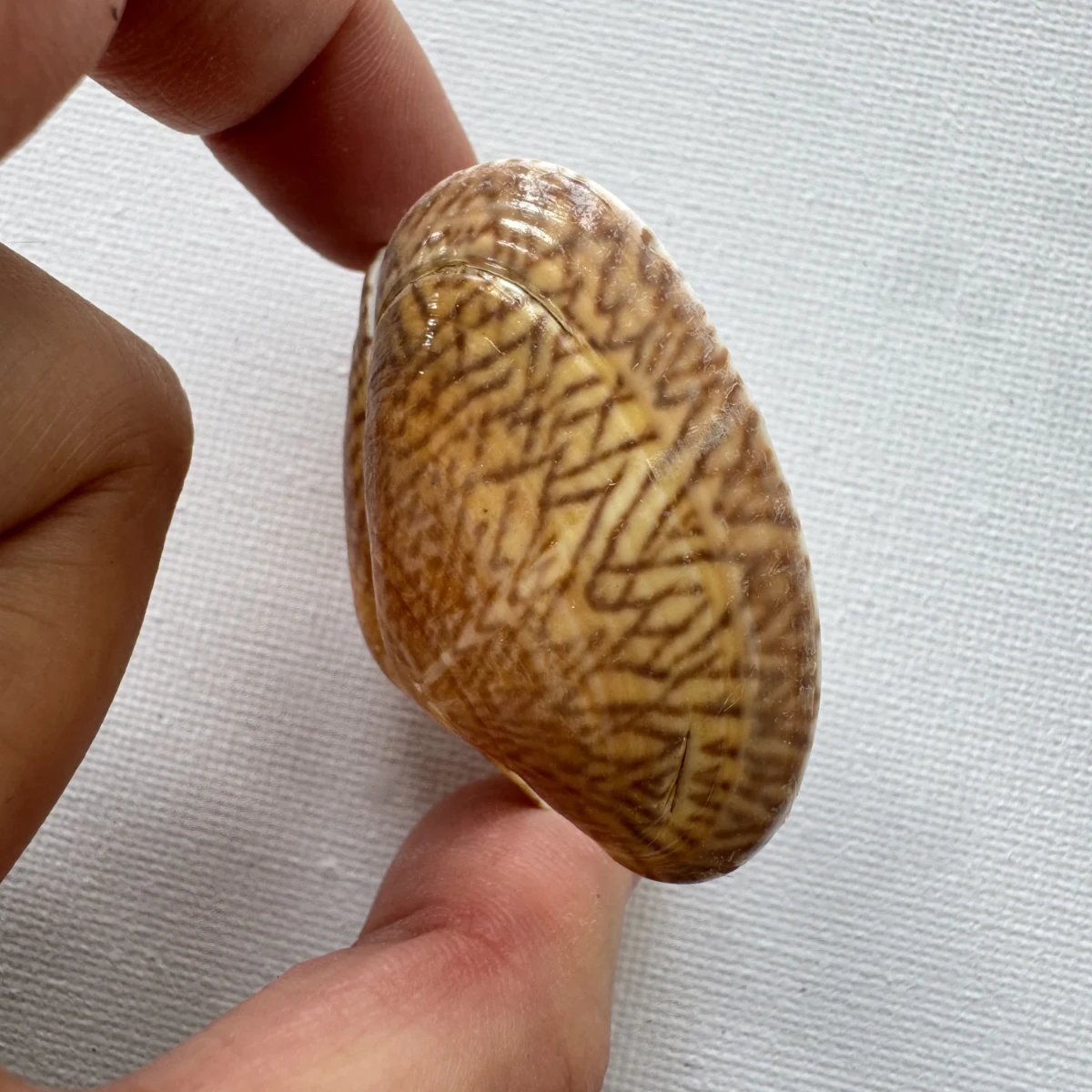 Paphia undulata shell specimen from Fujian,China, 42.7 mm, image 5