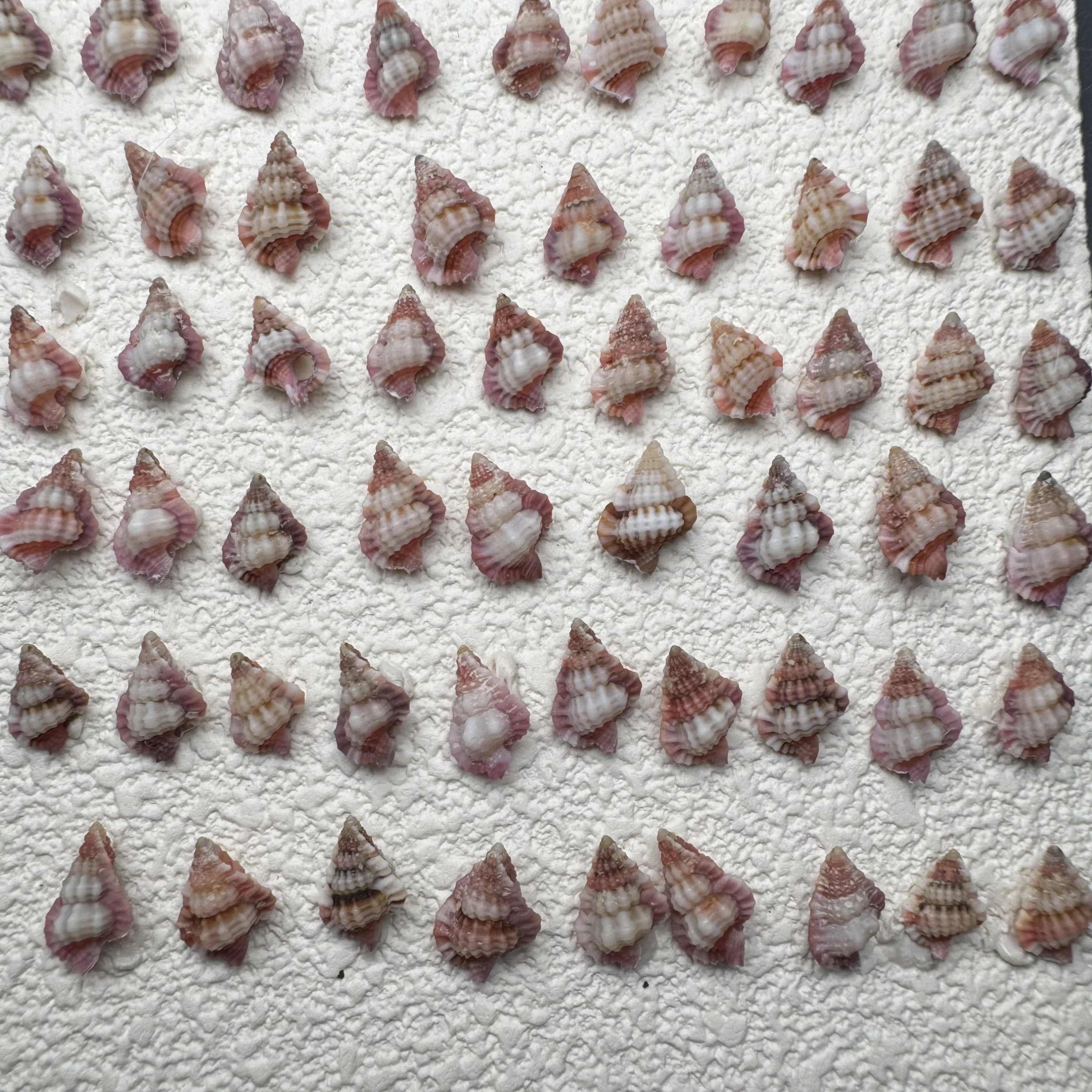 Gyrineum lacunatum shell specimen from Philippines, 8.2-13 mm, image 1