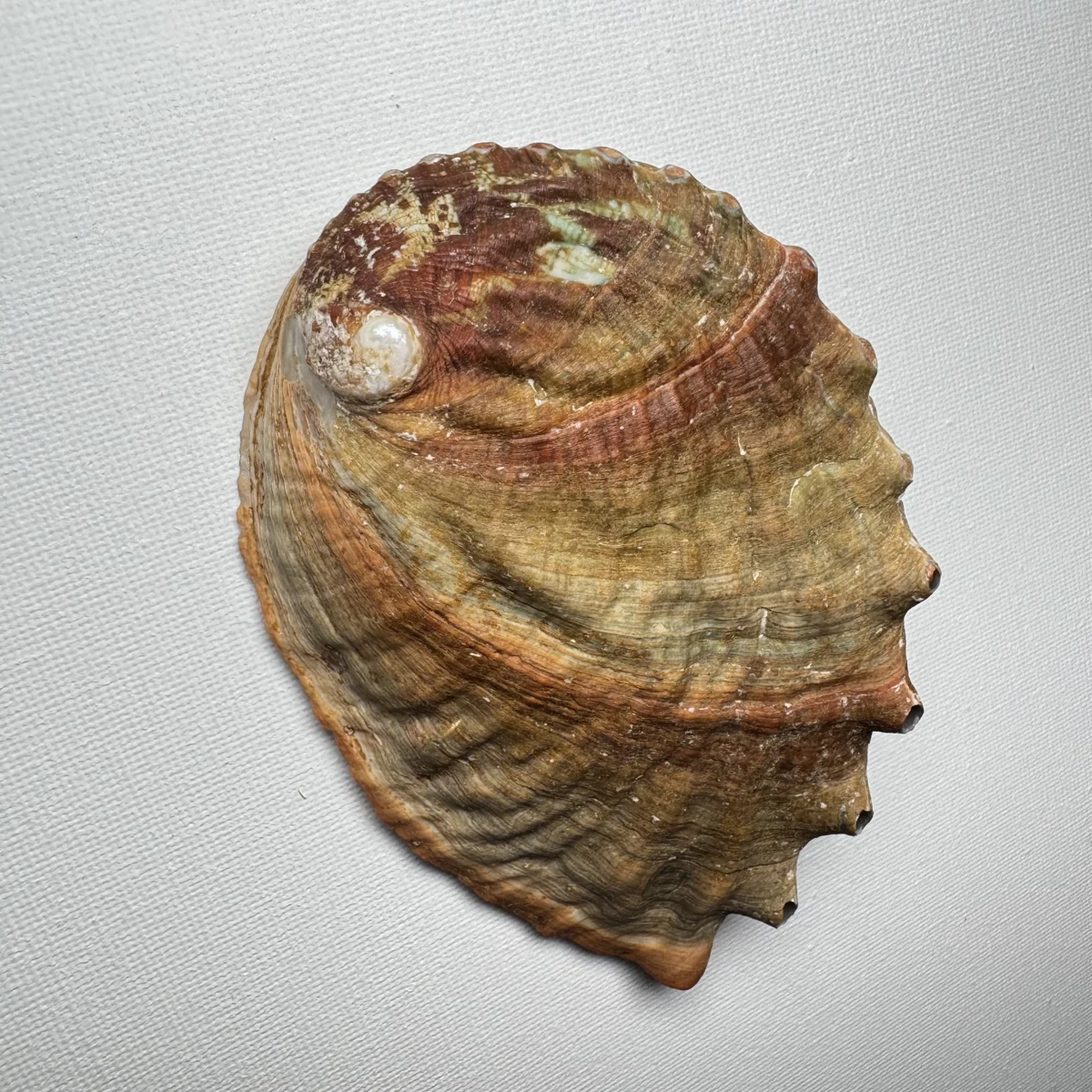 Haliotis discus shell specimen from Hinomisaki, Wakayama, Japan, 115.4 mm, image 3