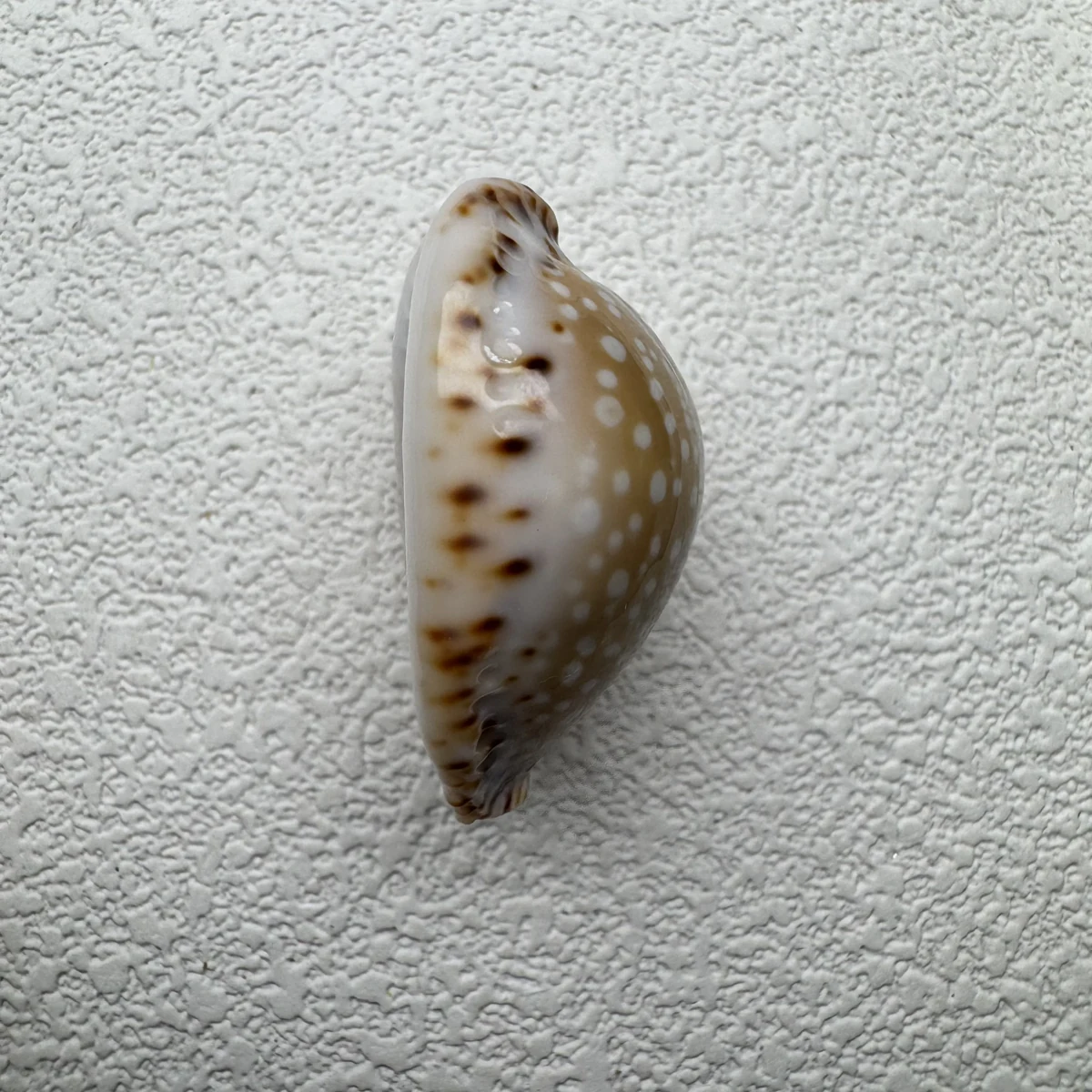 Naria lamarckii shell specimen from India, 30.5 mm, image 3
