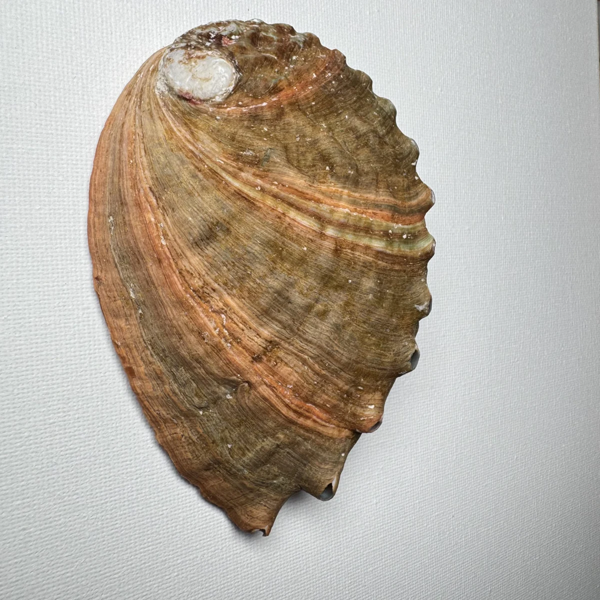 Haliotis discus shell specimen from Hinomisaki, Wakayama, Japan, 117.2 mm, image 2