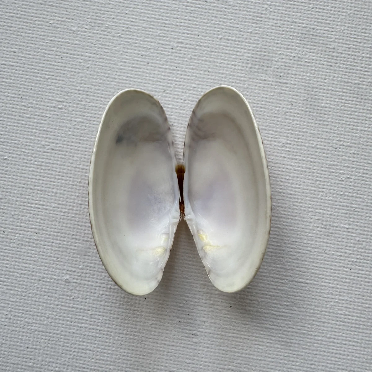 Paphia undulata shell specimen from Fujian,China, 42.7 mm, image 3