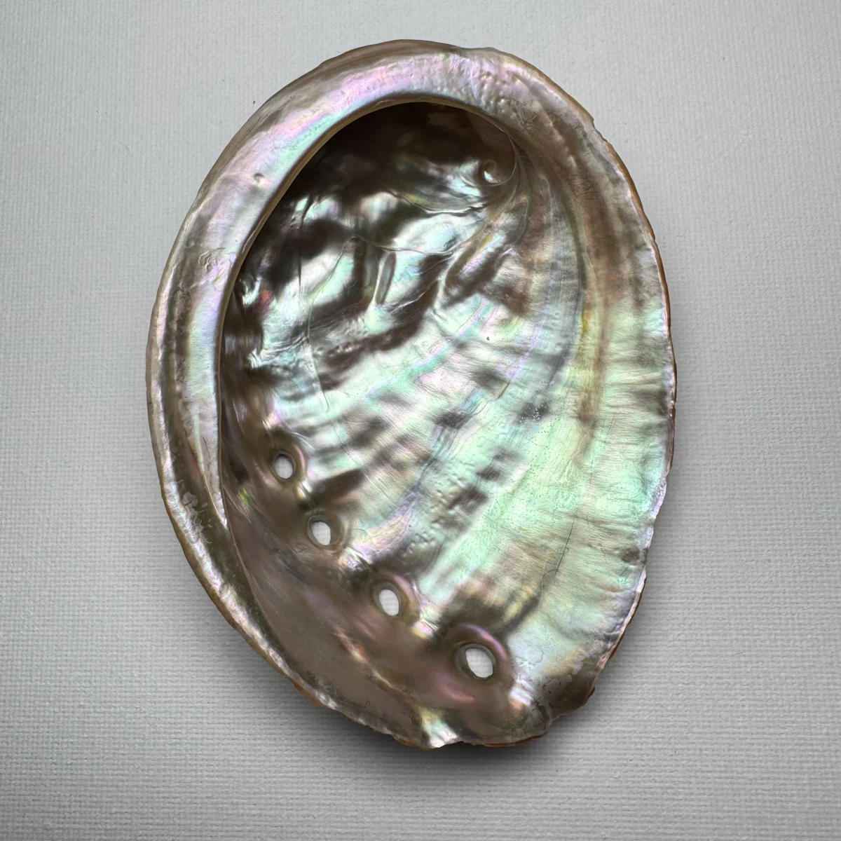 Haliotis discus shell specimen from Hinomisaki, Wakayama, Japan, 110.1 mm, image 4