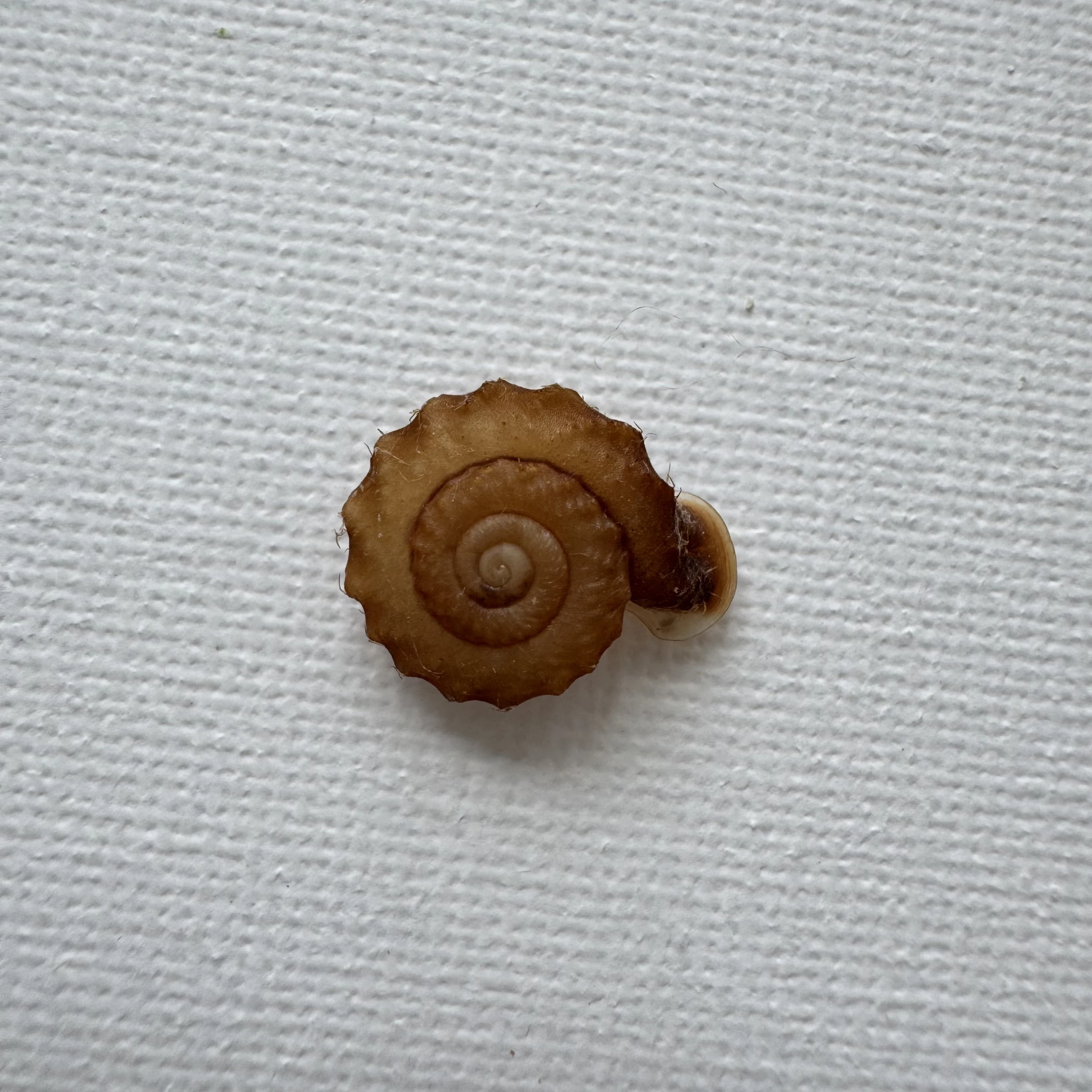 Moellendorffia kuguaheshang shell specimen from Nanning,Guangxi,China, 16.4 mm, image 1