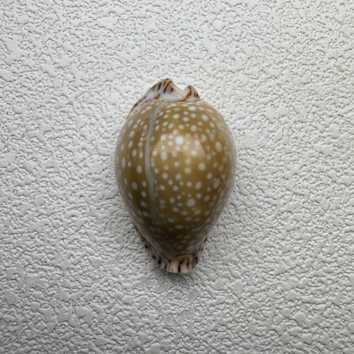 Naria lamarckii shell specimen from India, 30.5 mm, image 1