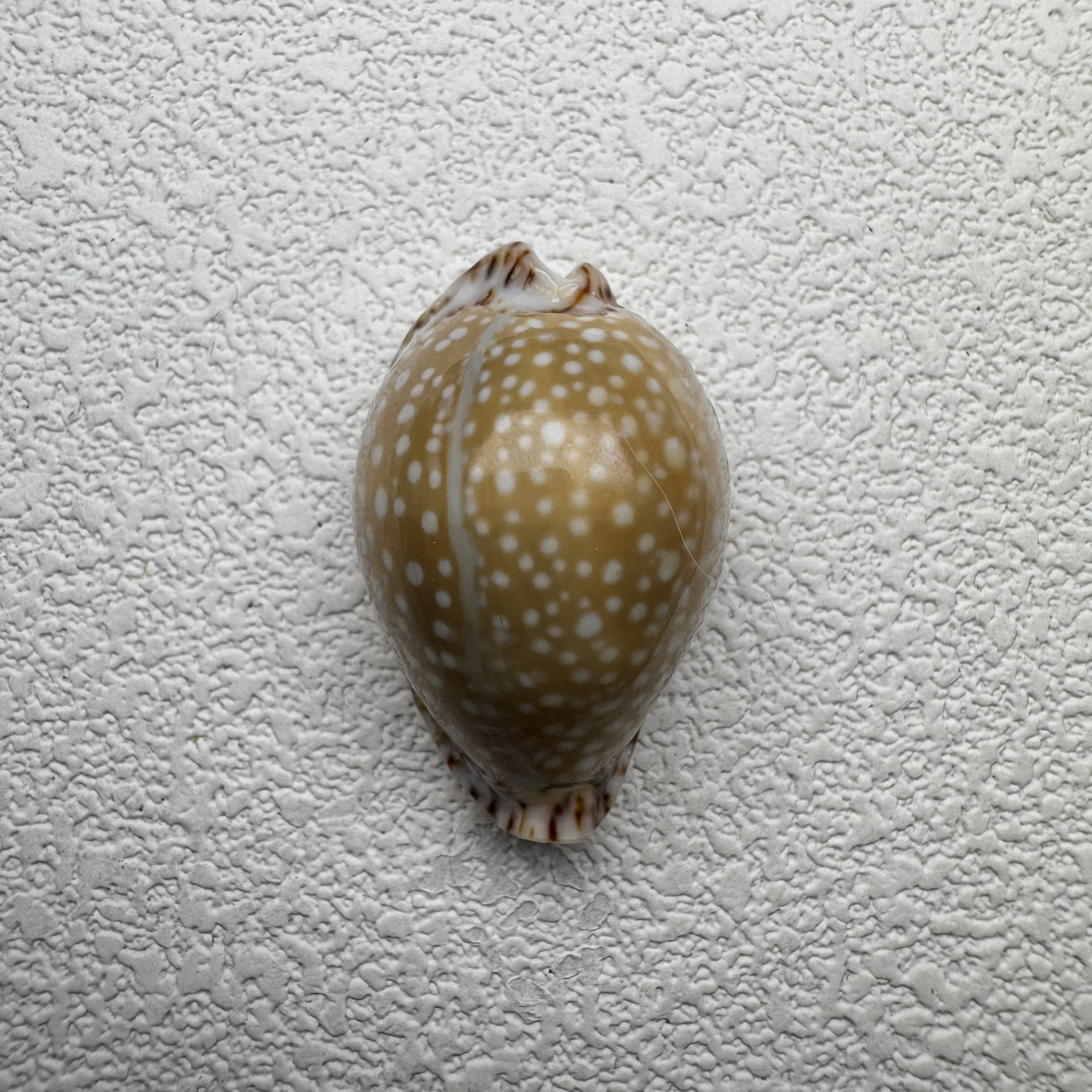 Naria lamarckii shell specimen from India, 30.5 mm, image 1
