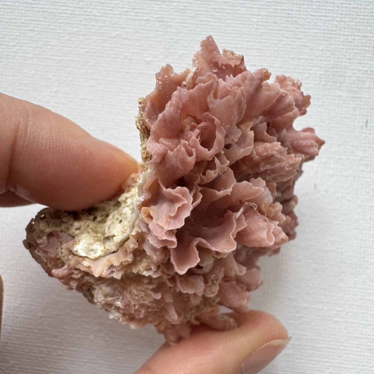 Chama brassica shell specimen from Philippines, 56.3 mm, image 5