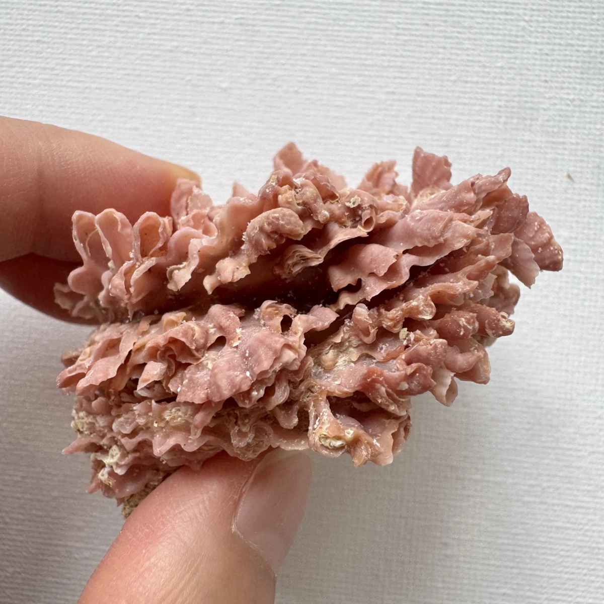 Chama brassica shell specimen from Philippines, 56.3 mm, image 4