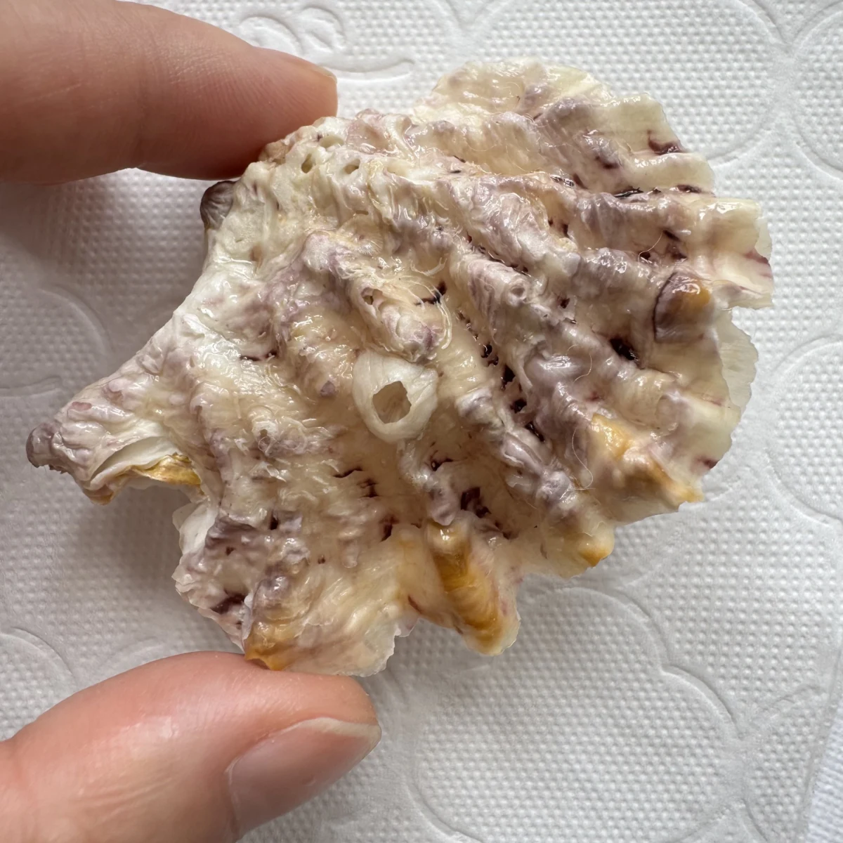 Alectryonella plicatula shell specimen from Beihai,Guangxi, China, 56.5 mm, image 1