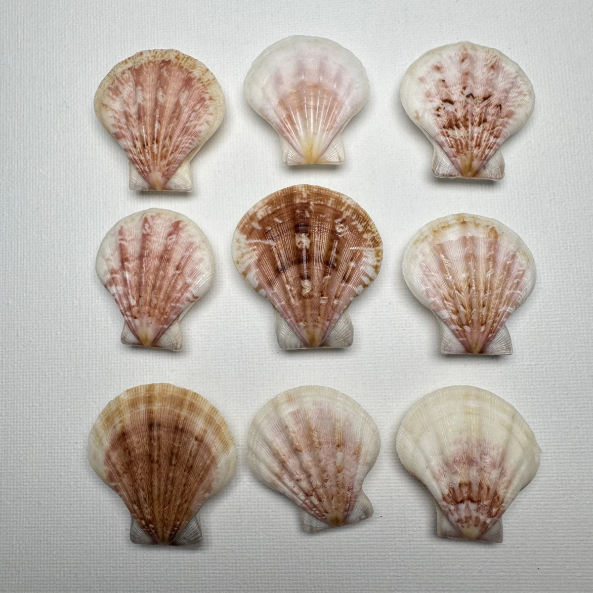 Decatopecten plica shell specimen from Philippines, 35.7-43.1 mm, image 1