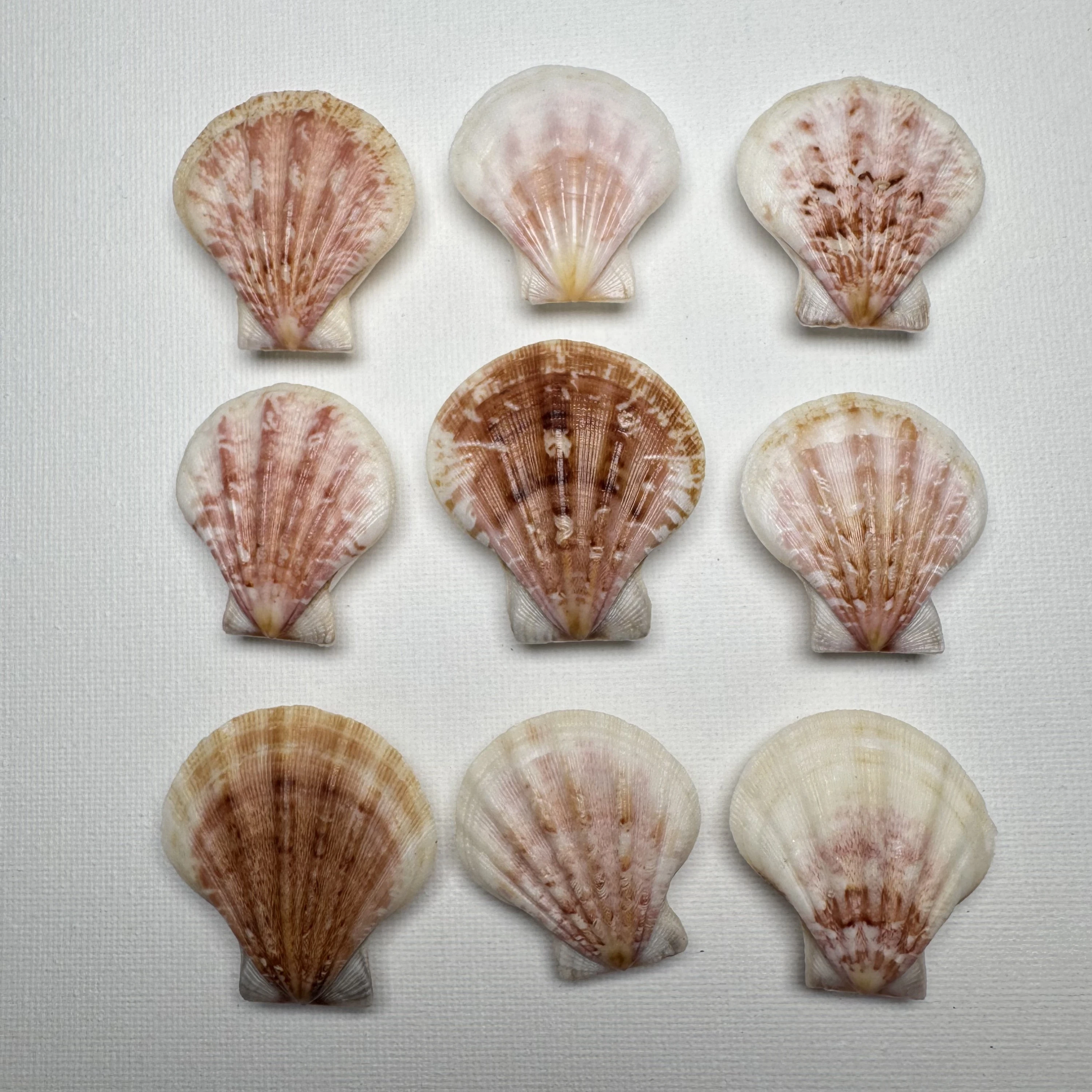 Decatopecten plica shell specimen from Philippines, 35.7-43.1 mm, image 1