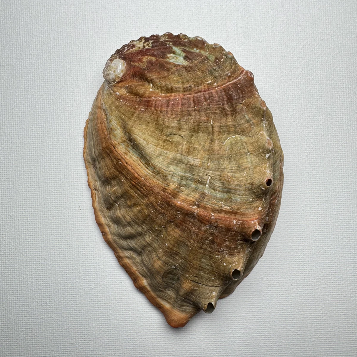 Haliotis discus shell specimen from Hinomisaki, Wakayama, Japan, 115.4 mm, image 1