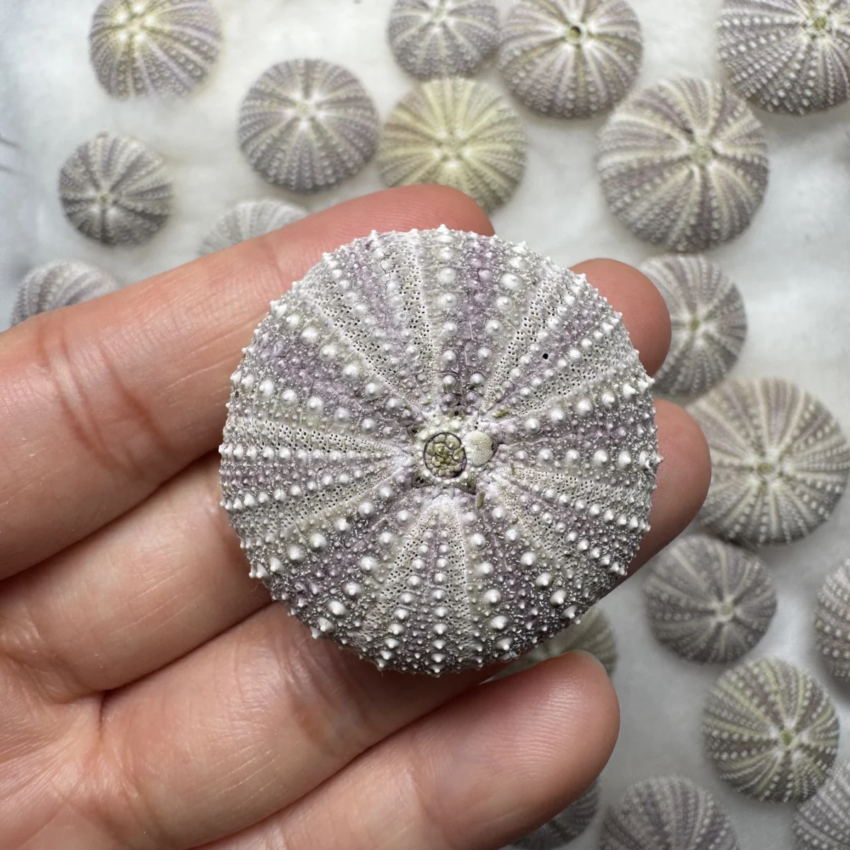Hemicentrotus pulcherrimus MIDDLE shell specimen from Shandong, China, 21.7-34.3 mm, image 2