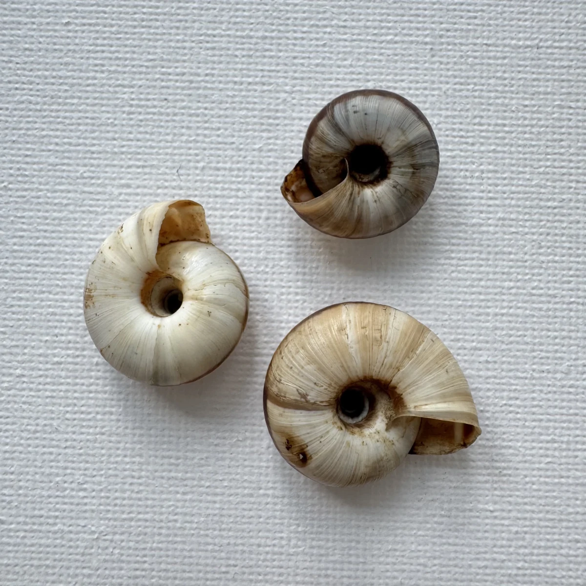 Laeocathaica carinifera shell specimen from Longnan, Gansu, China, 18-24.7 mm, image 2