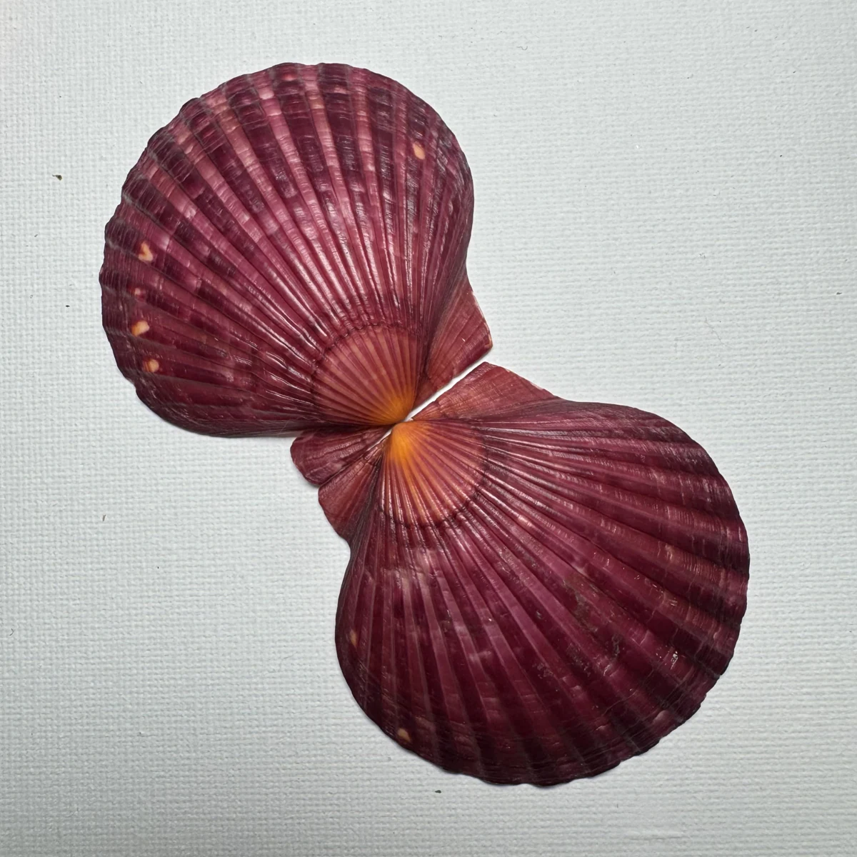 Argopecten irradians shell specimen from Shandong, China, 50-59 mm, image 3