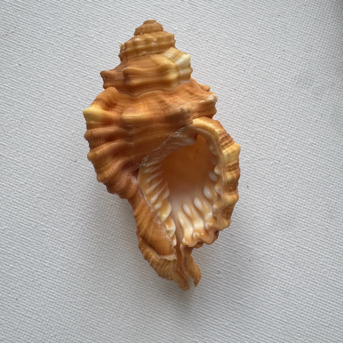 Ranularia pyrum shell specimen from Philippines, 80.4 mm, image 2
