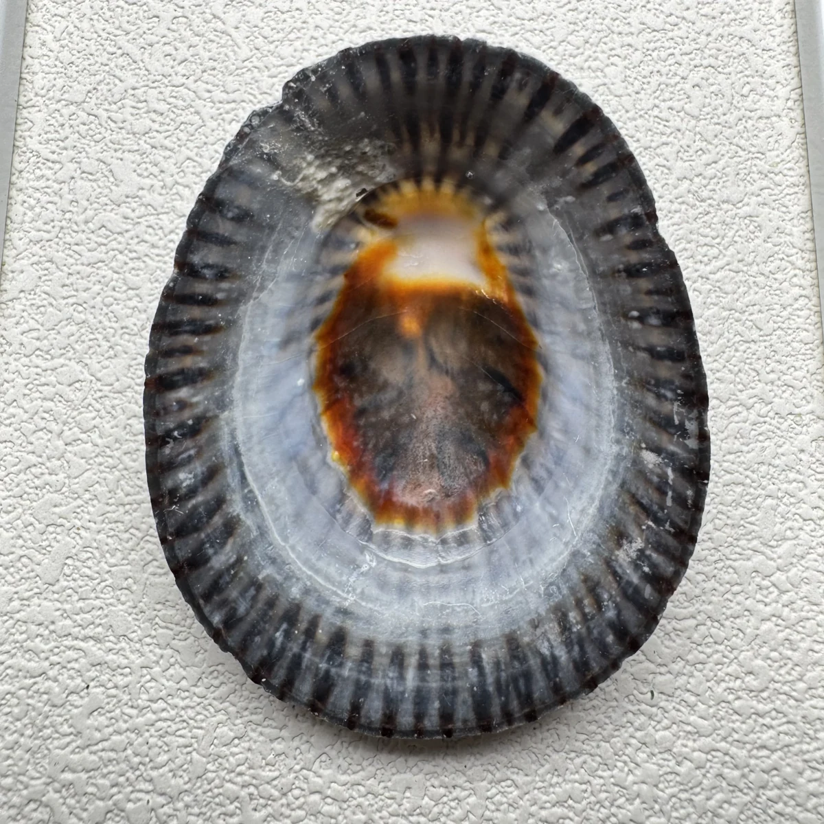 Cellana nigrolineata shell specimen from Aichi, Japan, 55.8 mm, image 2