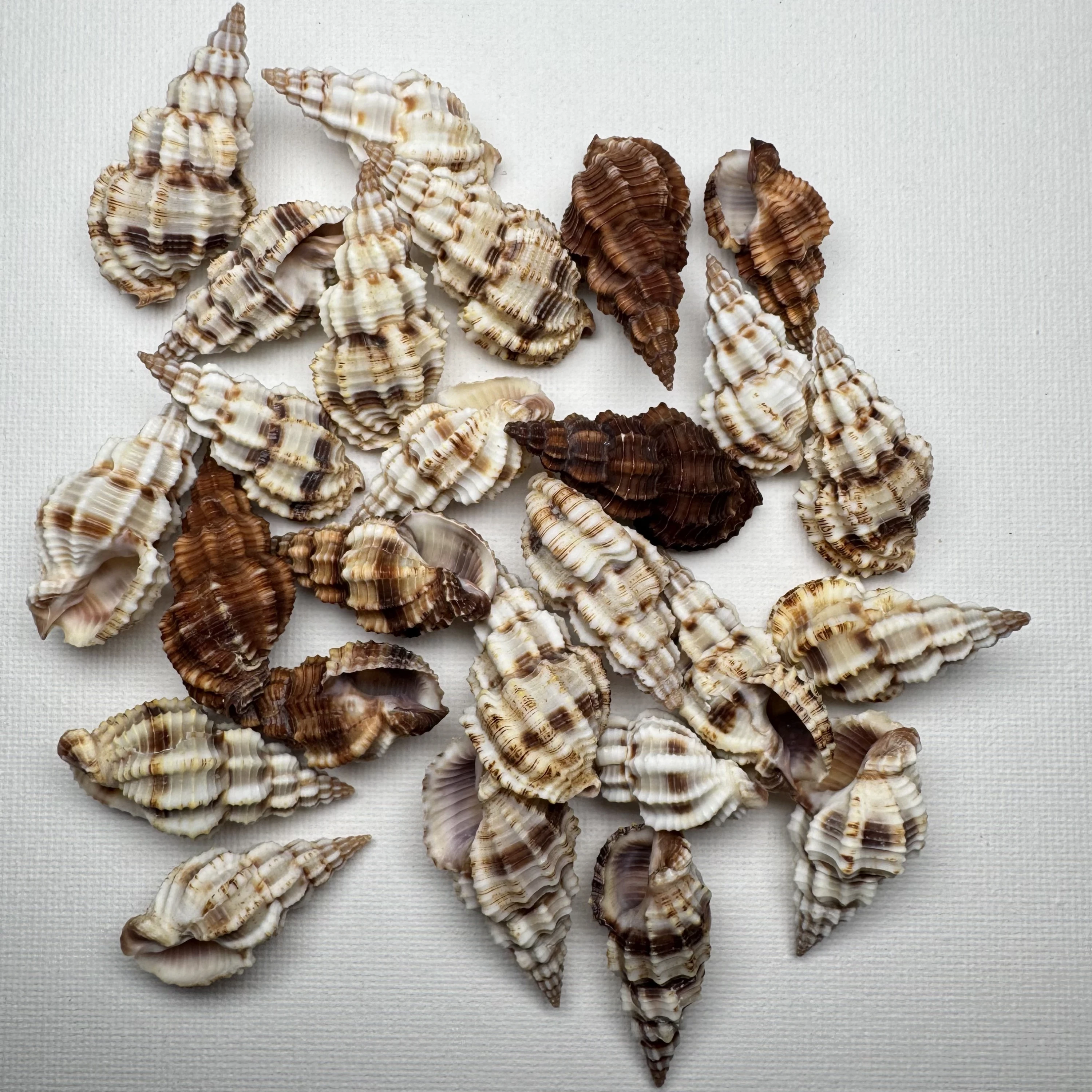 Phos senticosus shell specimen from Beihai,Guangxi,China, 34.8-42.4 mm, image 1