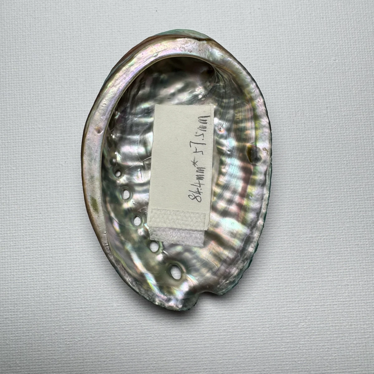 Haliotis discus hannai shell specimen, 84.4 mm, image 2