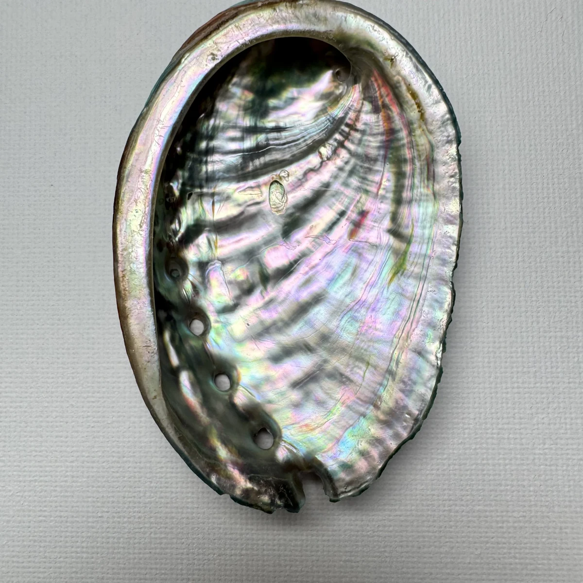 Haliotis discus hannai shell specimen, 79 mm, image 3