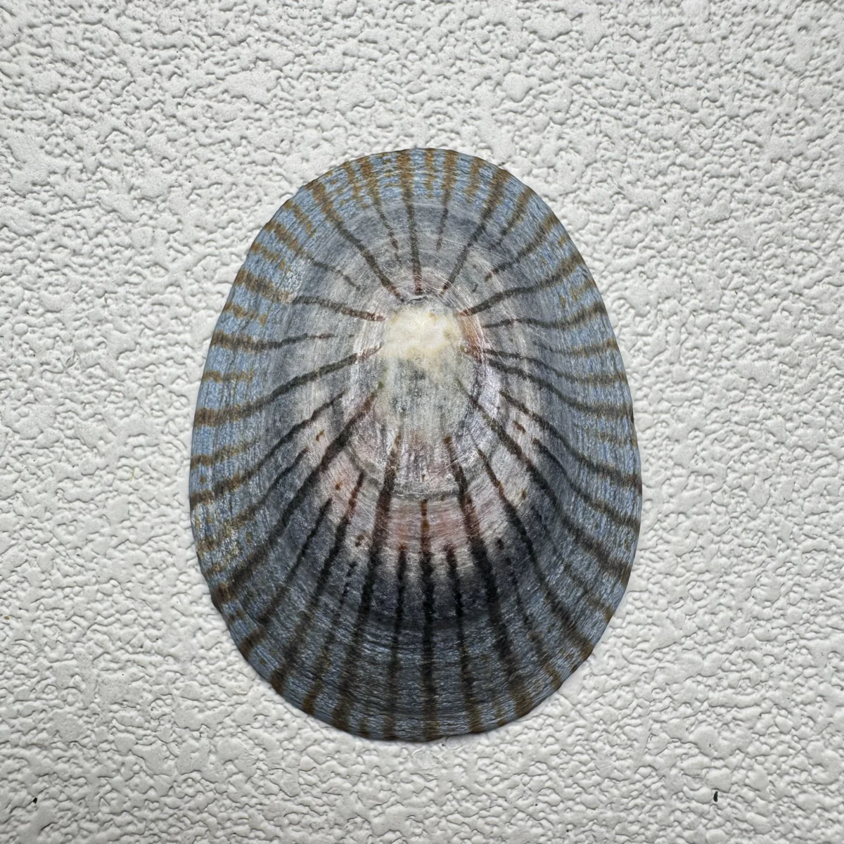 Cellana nigrolineata shell specimen from Aichi, Japan, 44.6 mm, image 1