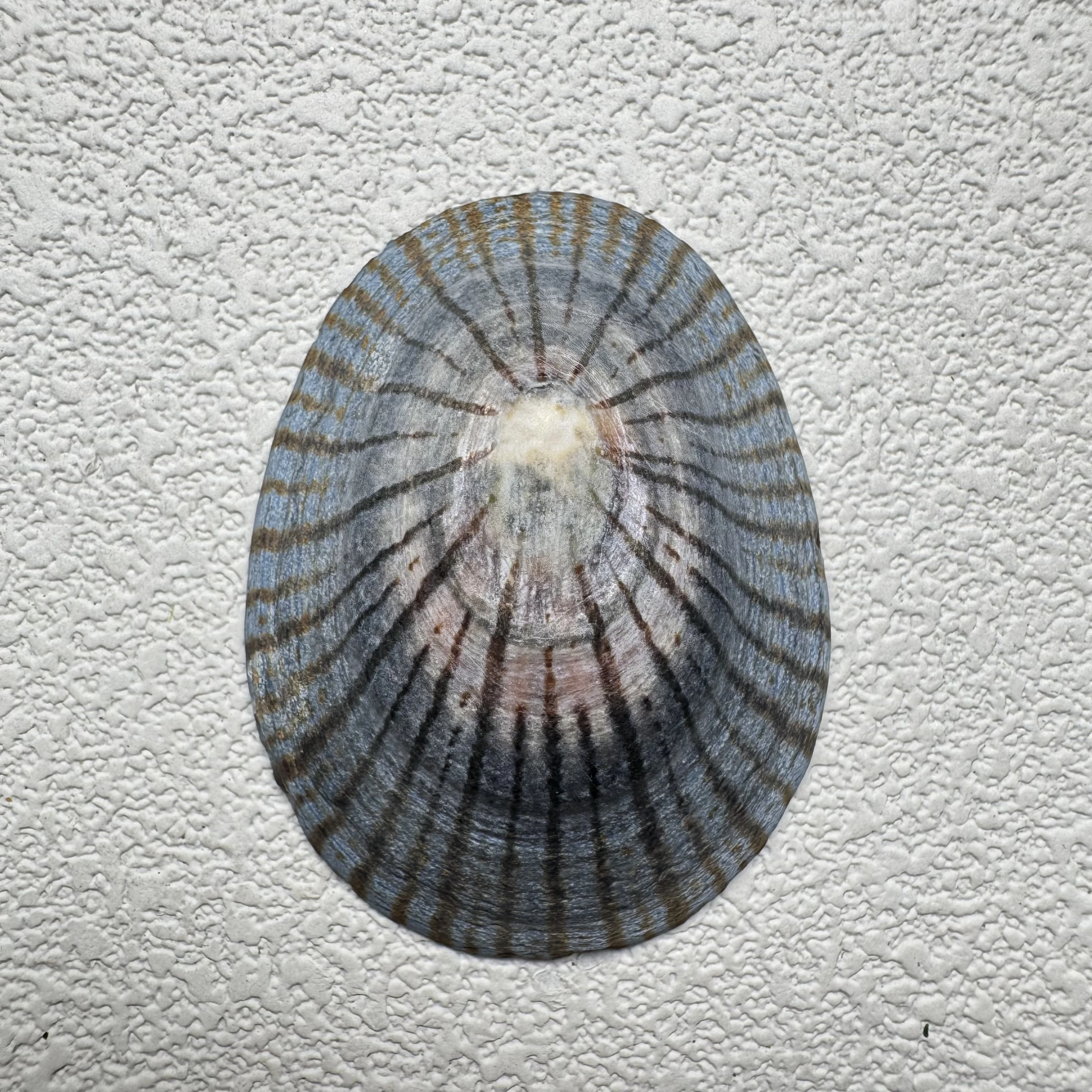 Cellana nigrolineata shell specimen from Aichi, Japan, 44.6 mm, image 1