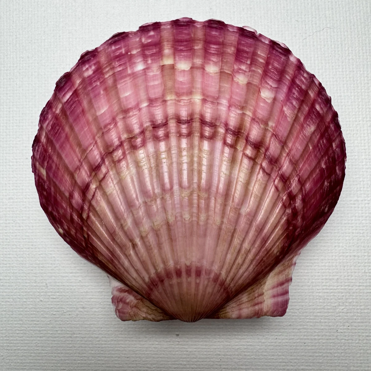 Argopecten irradians shell specimen from Shandong, China, 70.4*75.3 mm, image 2